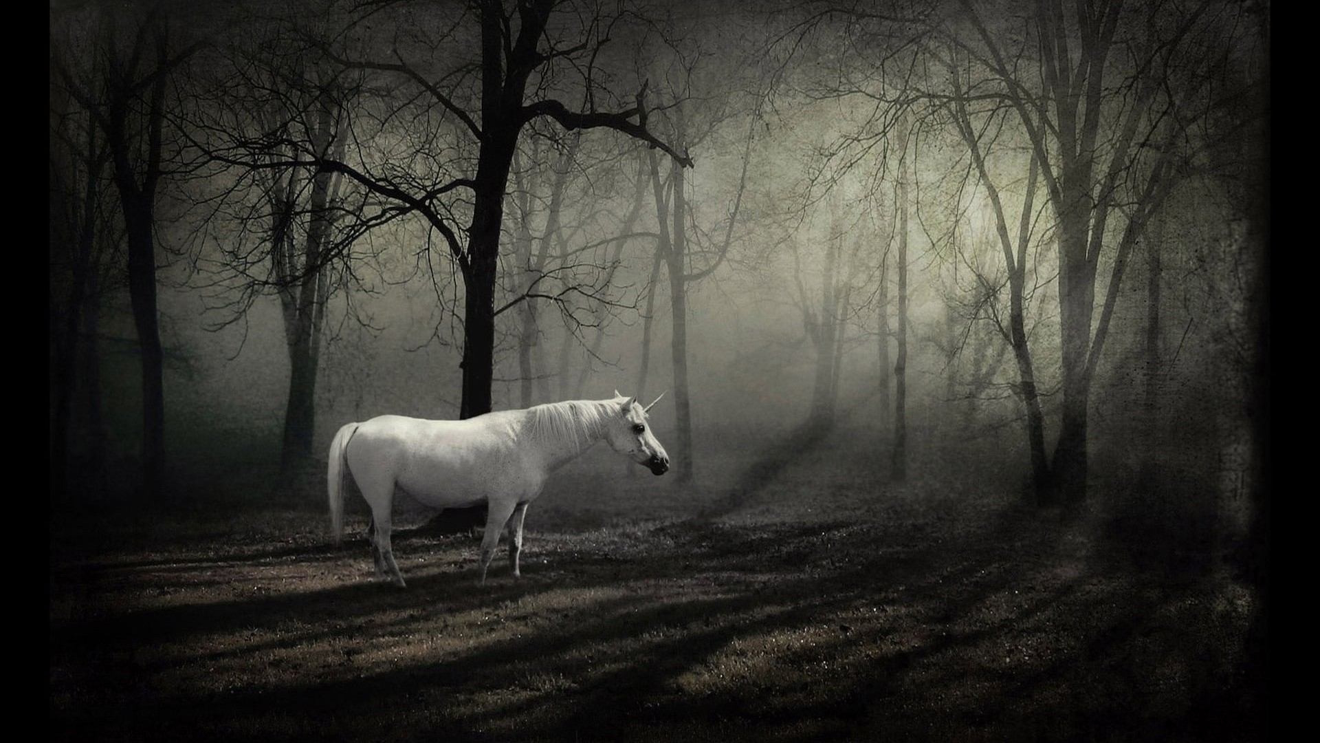 Unicorno, Bosco nebbioso, Fantasy, Raggi di luce, Full HD, sfondo per portatile