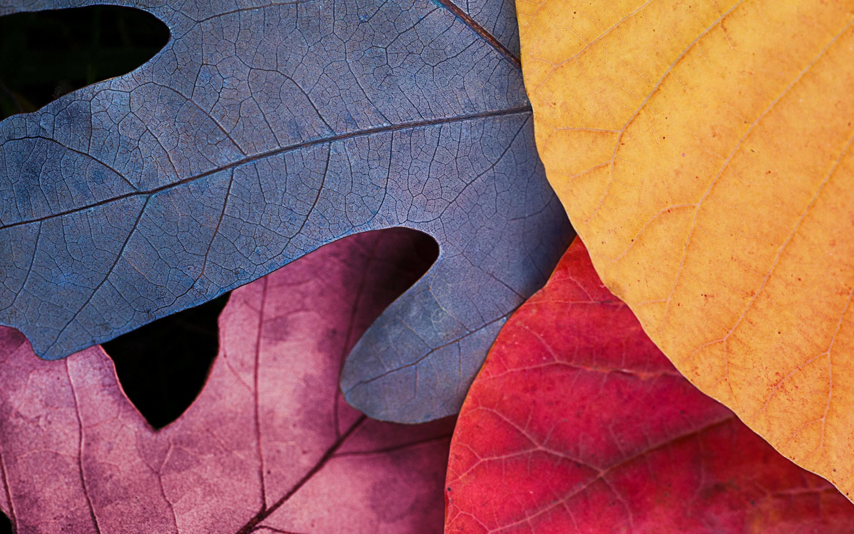 OS X Yosemite, Foglie, Macro, Colori autunnali, sfondo MacBook