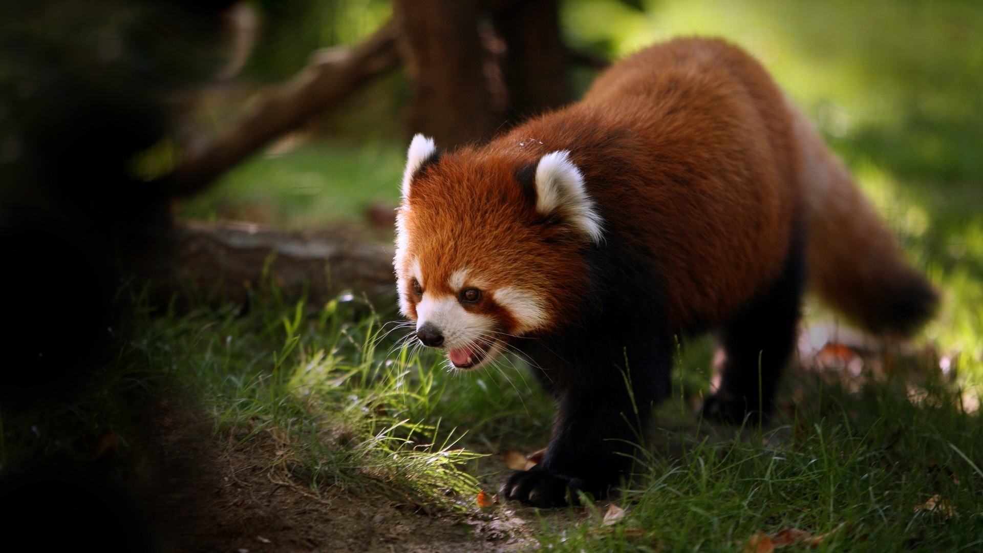 Panda rosso, Sottobosco, Erba, Fauna selvatica, Full HD, sfondo per PC e portatile