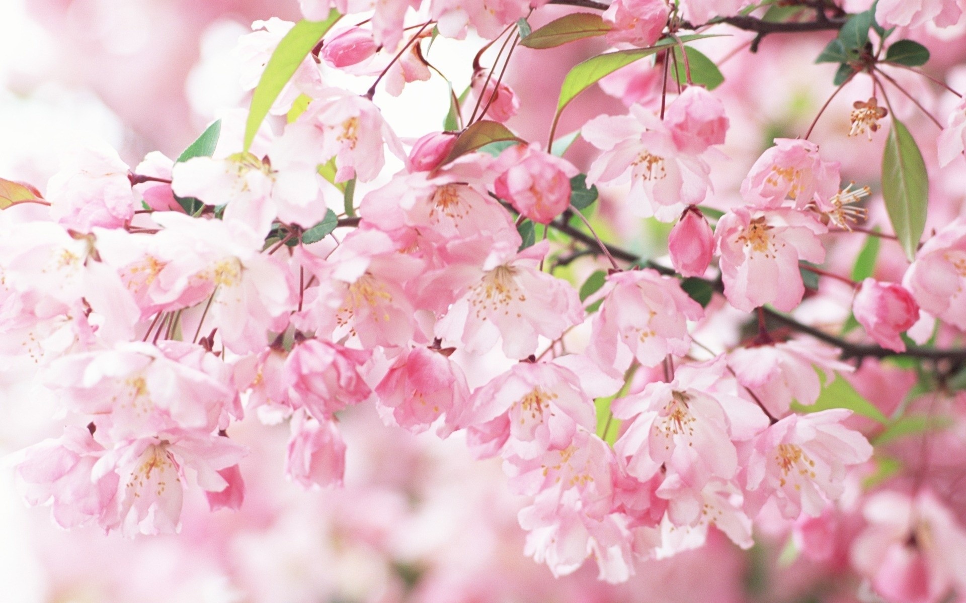 Fiori di ciliegio, Grappoli, Rosa, Primavera, 1920x1200, sfondo per PC