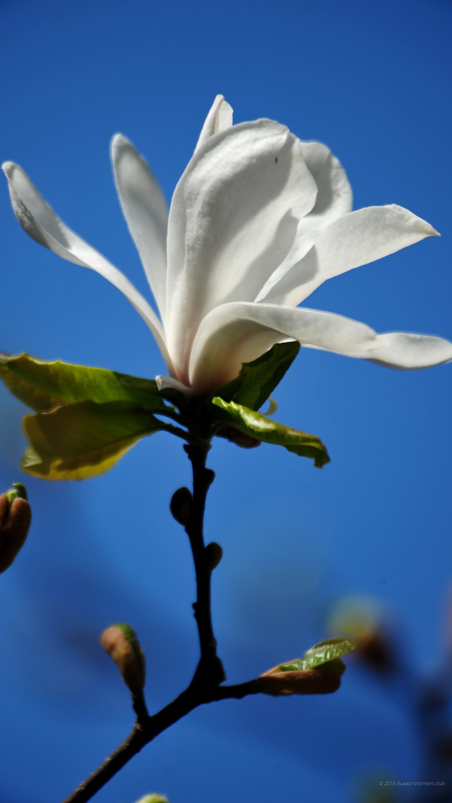 Magnolia, Fiore bianco, Cielo azzurro, wallpaper per iPhone e Android
