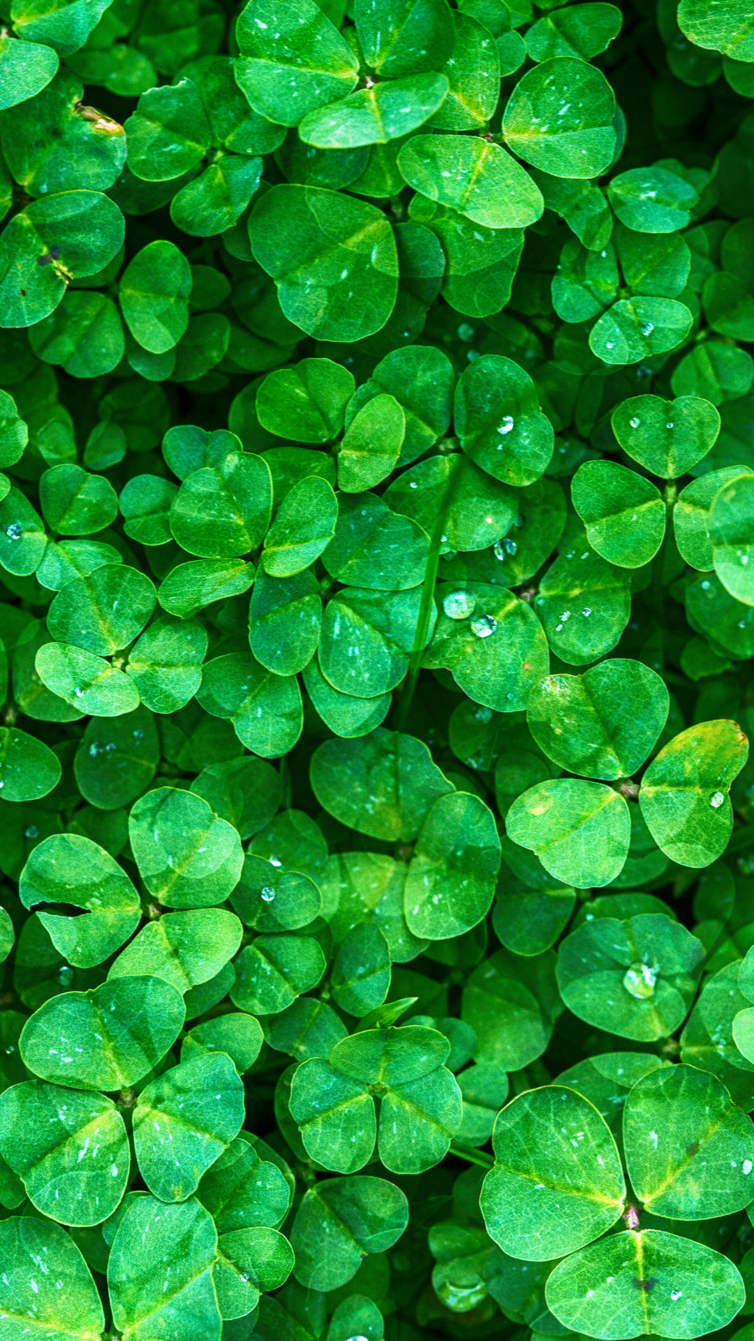 Trifoglio, Quadrifoglio, Verde, Piante, Full HD, schermata di blocco del cellulare