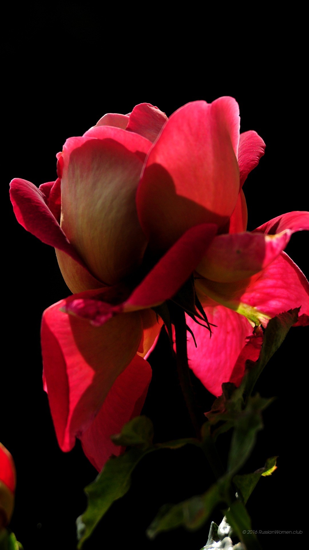 Rosa rossa, Sfondo nero, schermata di blocco Huawei P9