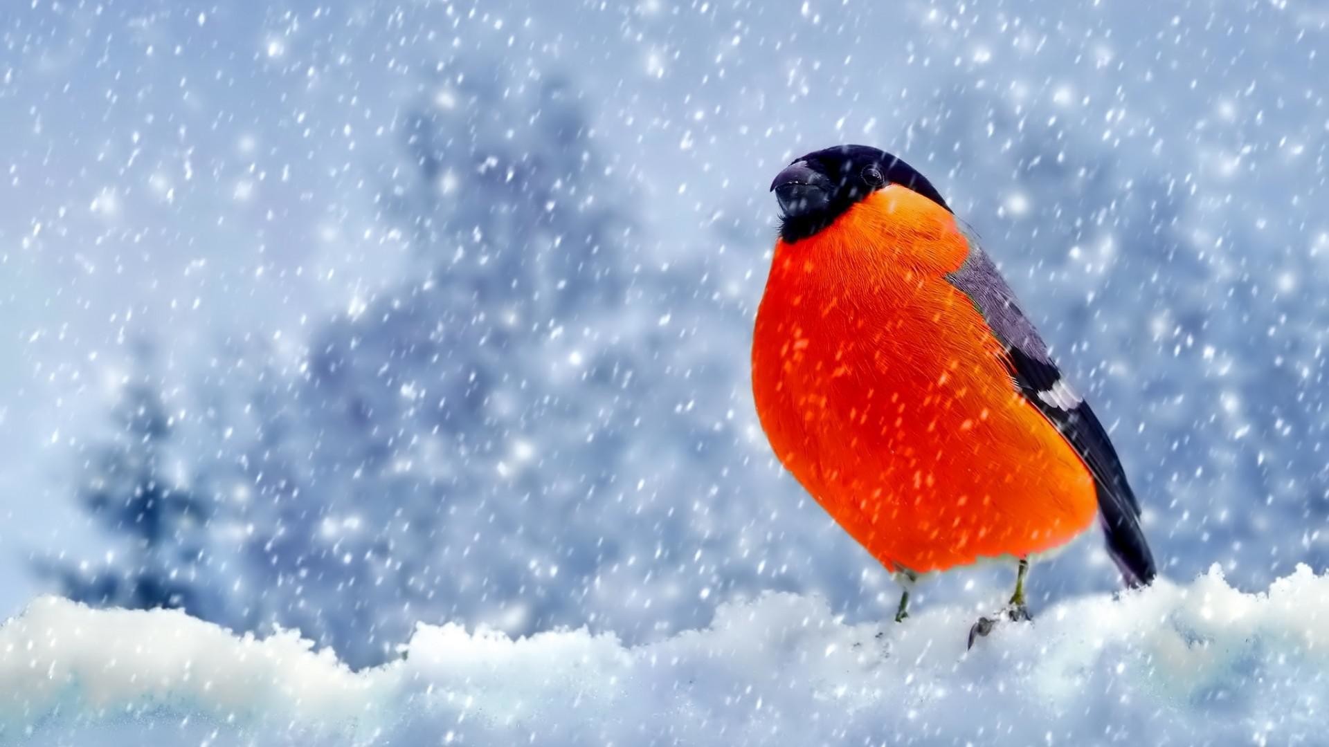 Ciuffolotto, Uccello, Nevicata, Inverno, Full HD, wallpaper per desktop