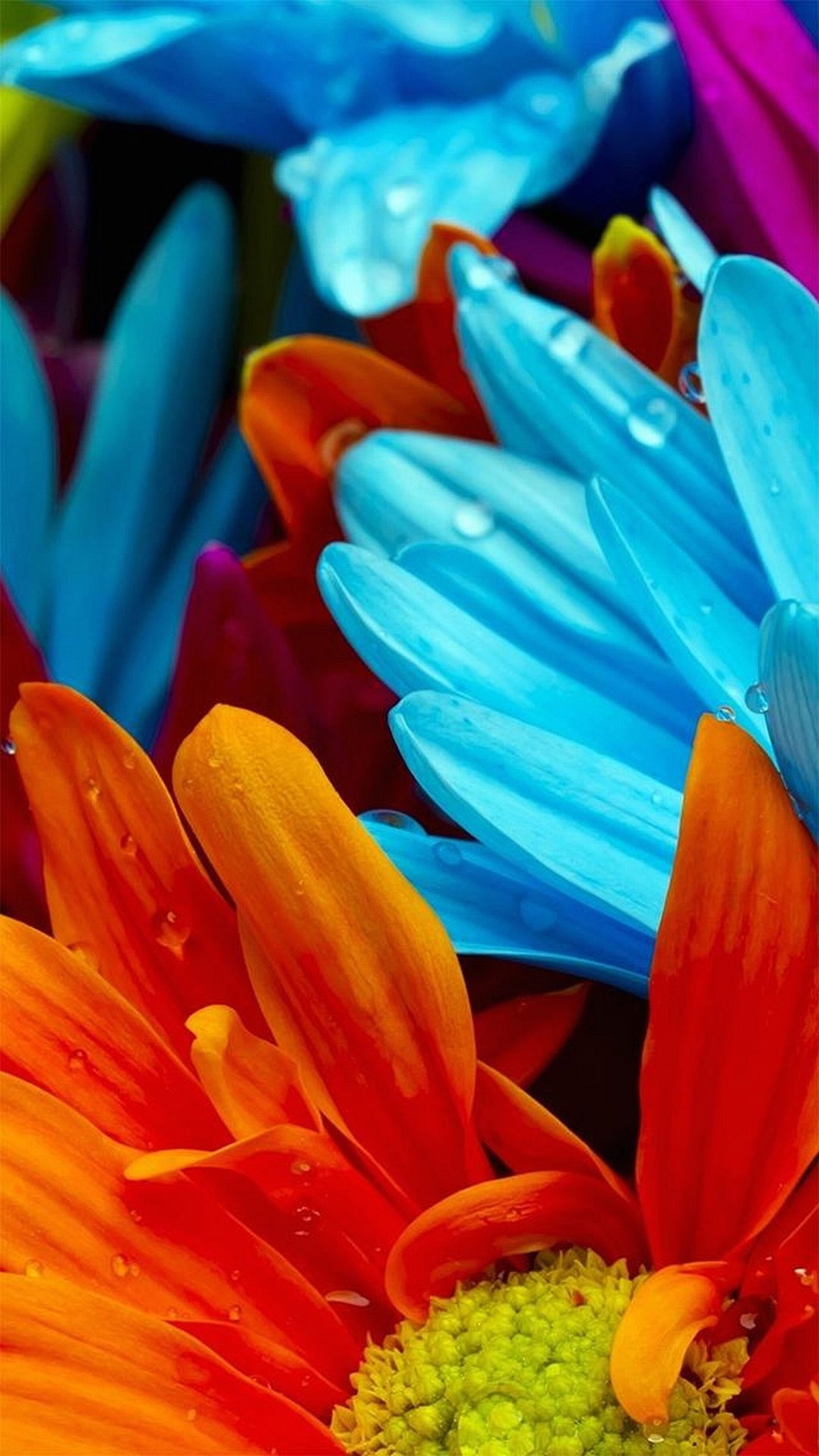 Gerbere, Fiori, Multicolore, Primo piano, QHD+, sfondo per smartphone