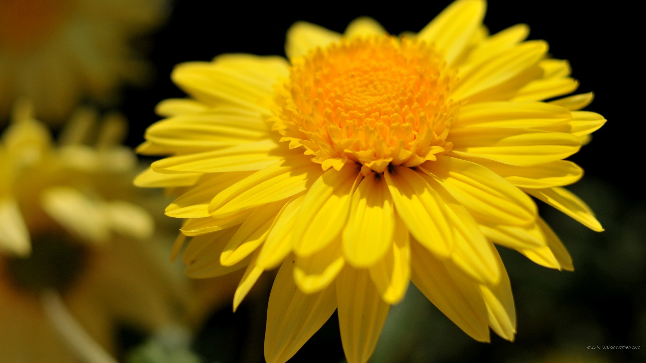 Fiore giallo, Crisantemo, Macro, Petali, sfondo per smartphone