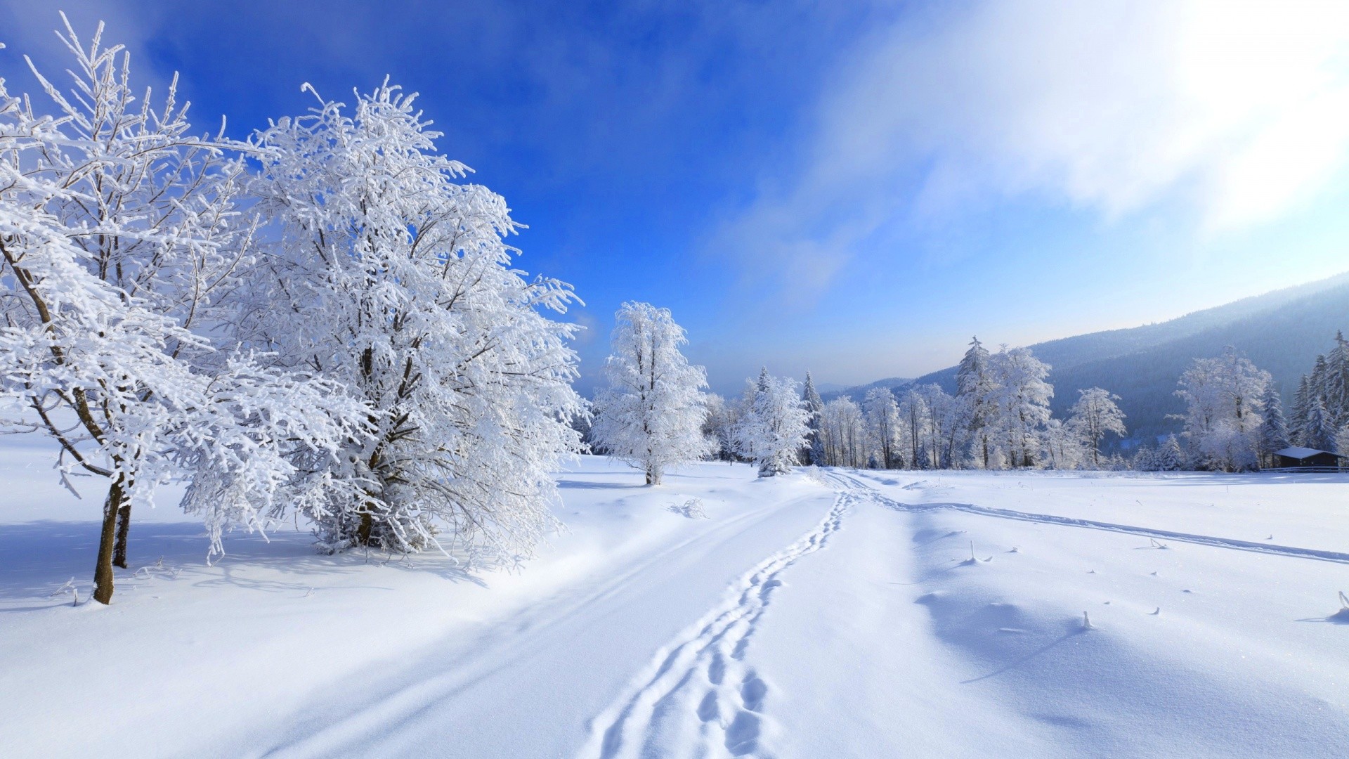 Alberi innevati, Impronte, Cielo blu, Pianura, Full HD, sfondo Windows 11