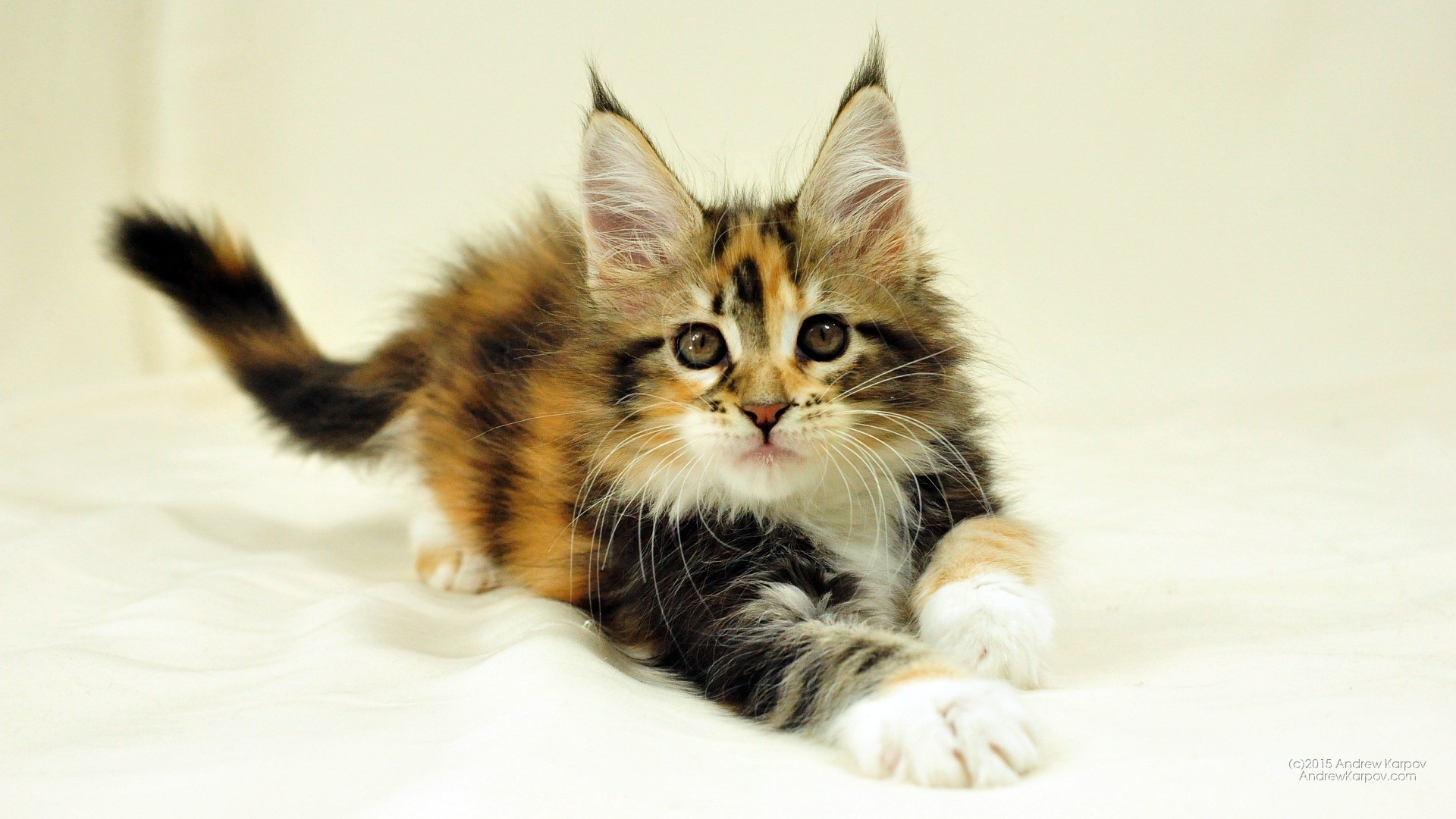 Gattino, Calicò, Maine Coon, Full HD, sfondo per PC e portatile