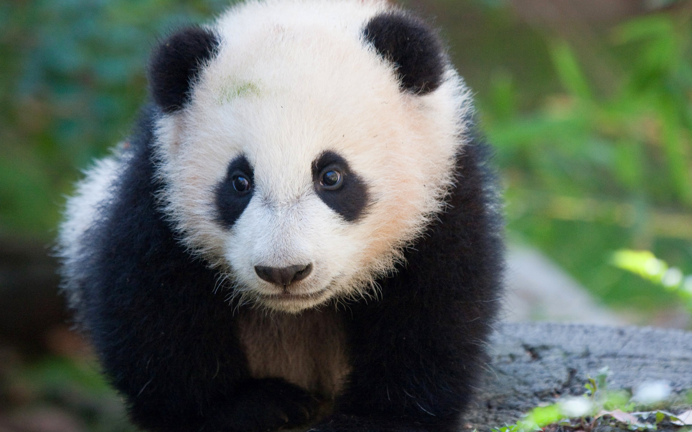 Panda gigante, Cucciolo di panda, Tenero, Natura, 2K, sfondo per PC