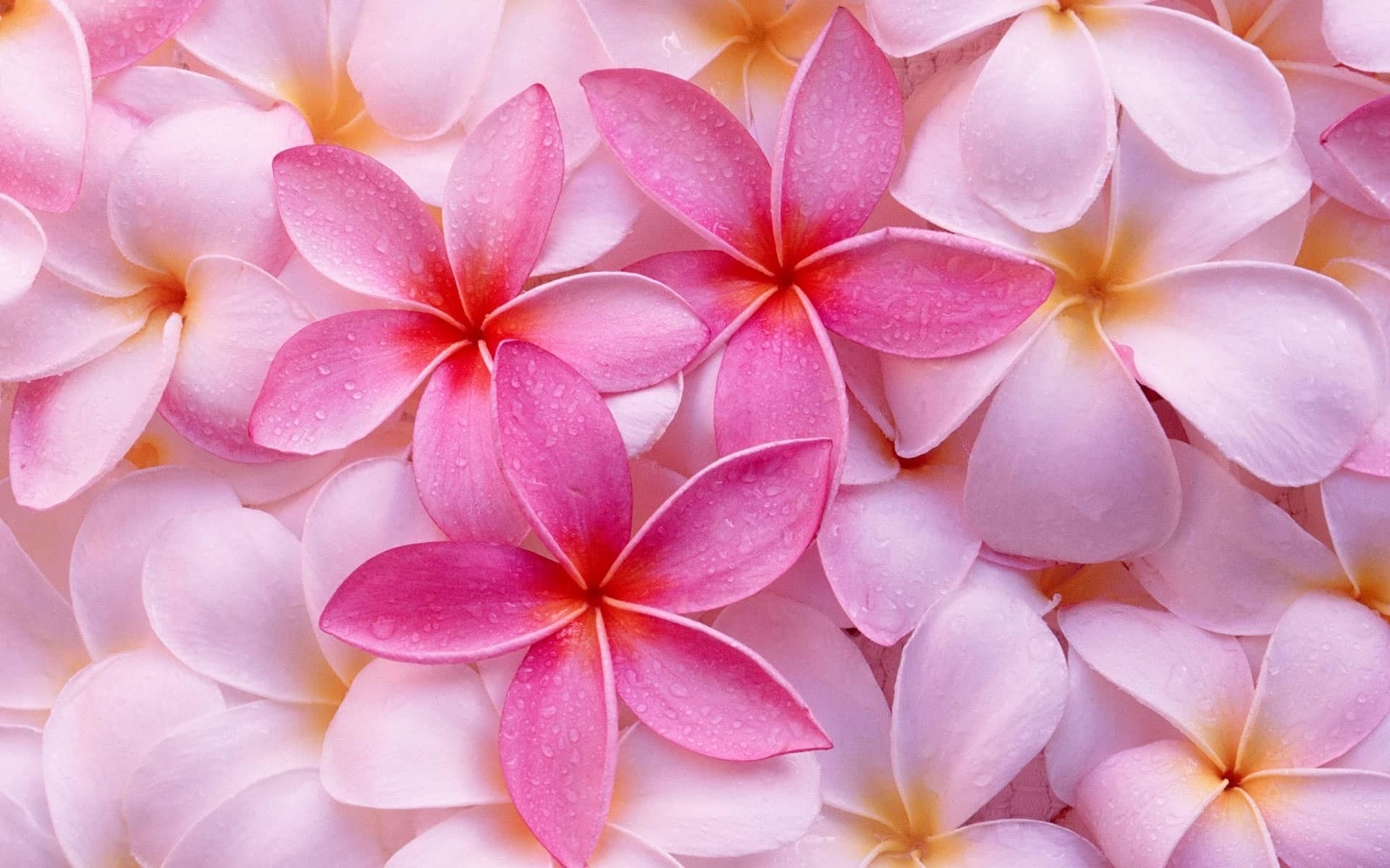 Plumeria, Frangipani, Fiori rosa, Petali, 1920x1200, sfondo per PC