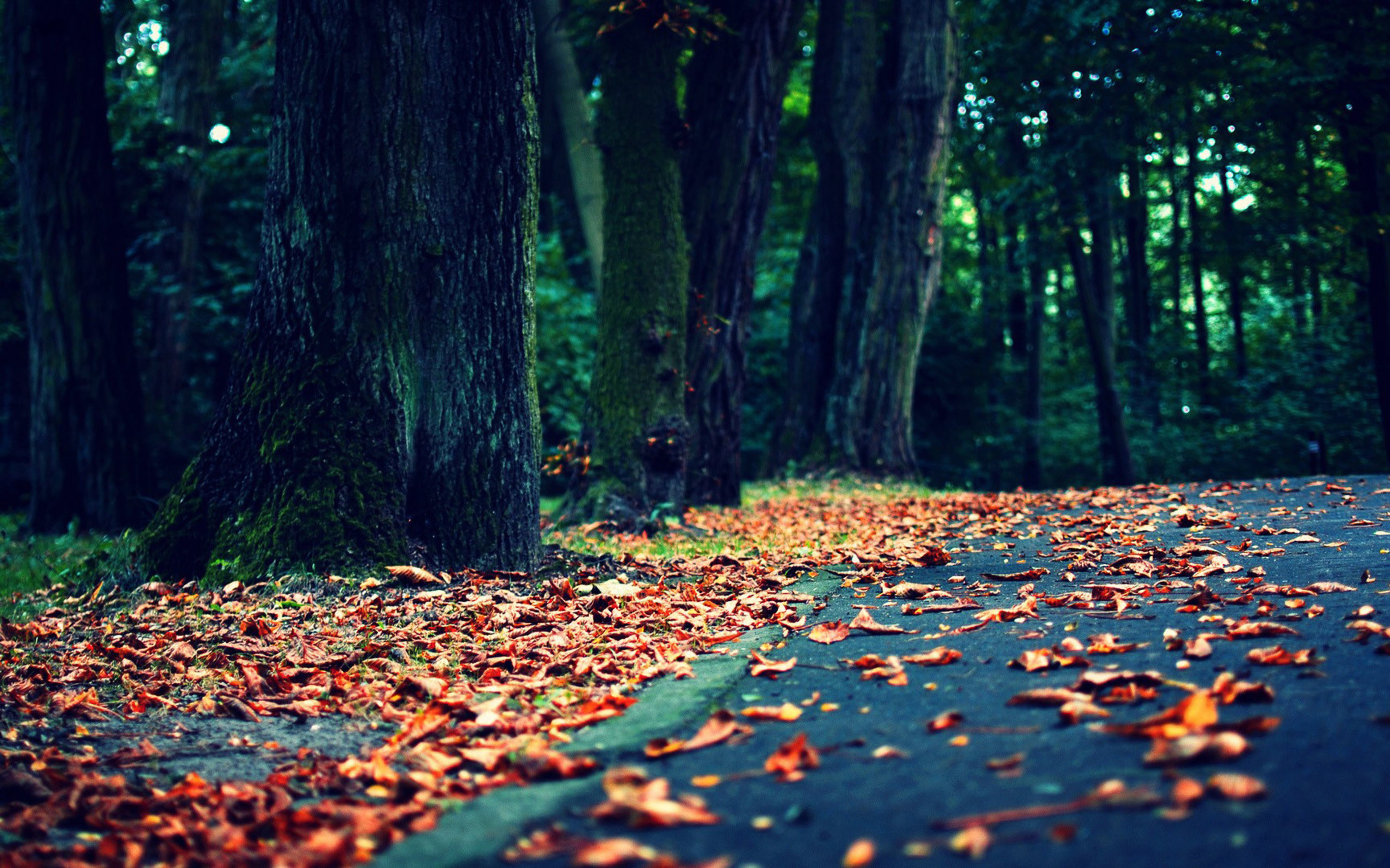 Strada nel bosco, Foglie cadute, Autunno, Effetto vintage, 2880x1800, sfondo MacBook Pro