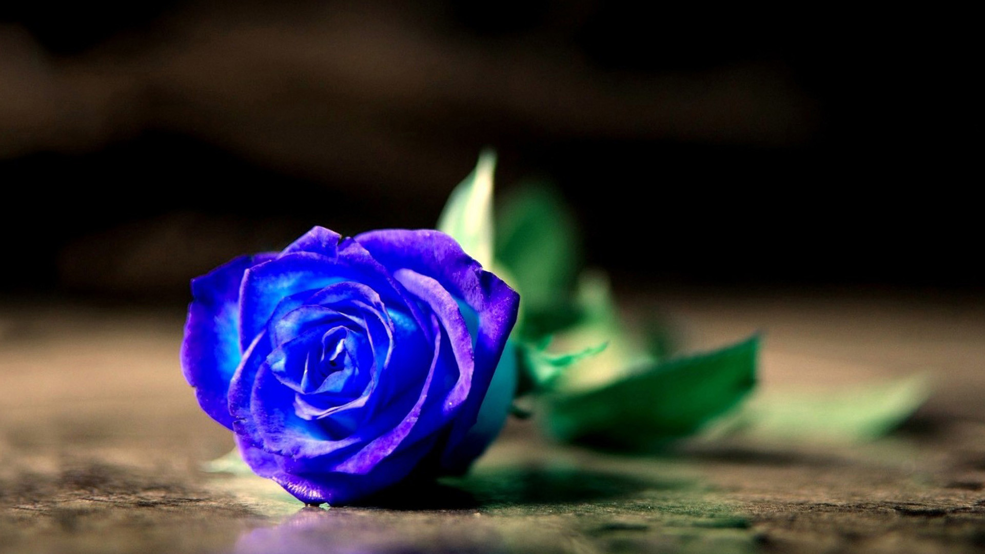 Rosa blu, Sfondo scuro, Fiore, 1920x1080, wallpaper desktop