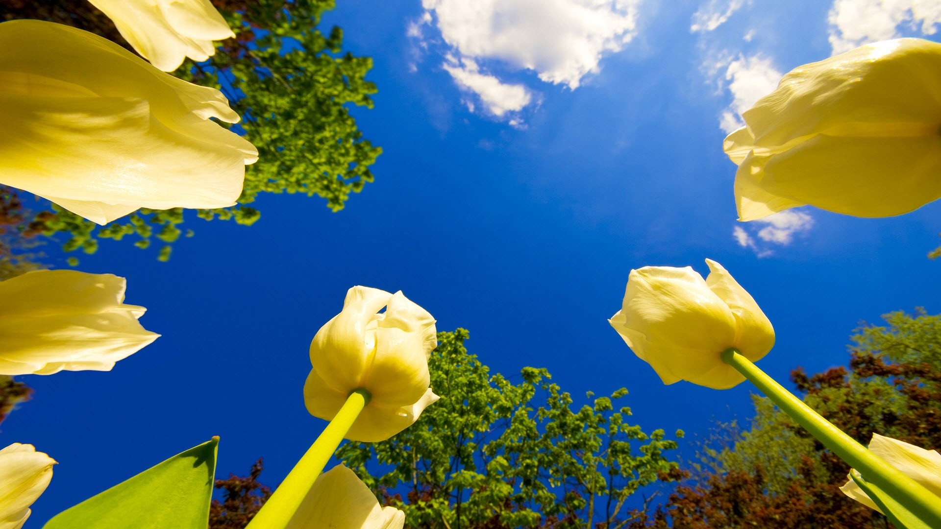 Tulipani gialli, Cielo azzurro, Vista dal basso, Primavera, Full HD, sfondo desktop