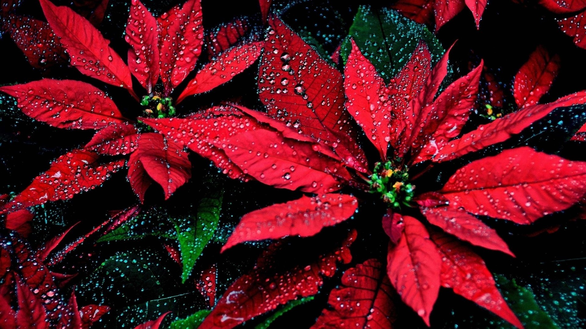 Stella di Natale, Poinsettia, Fiori rossi, Gocce d'acqua, Full HD, sfondo per portatile