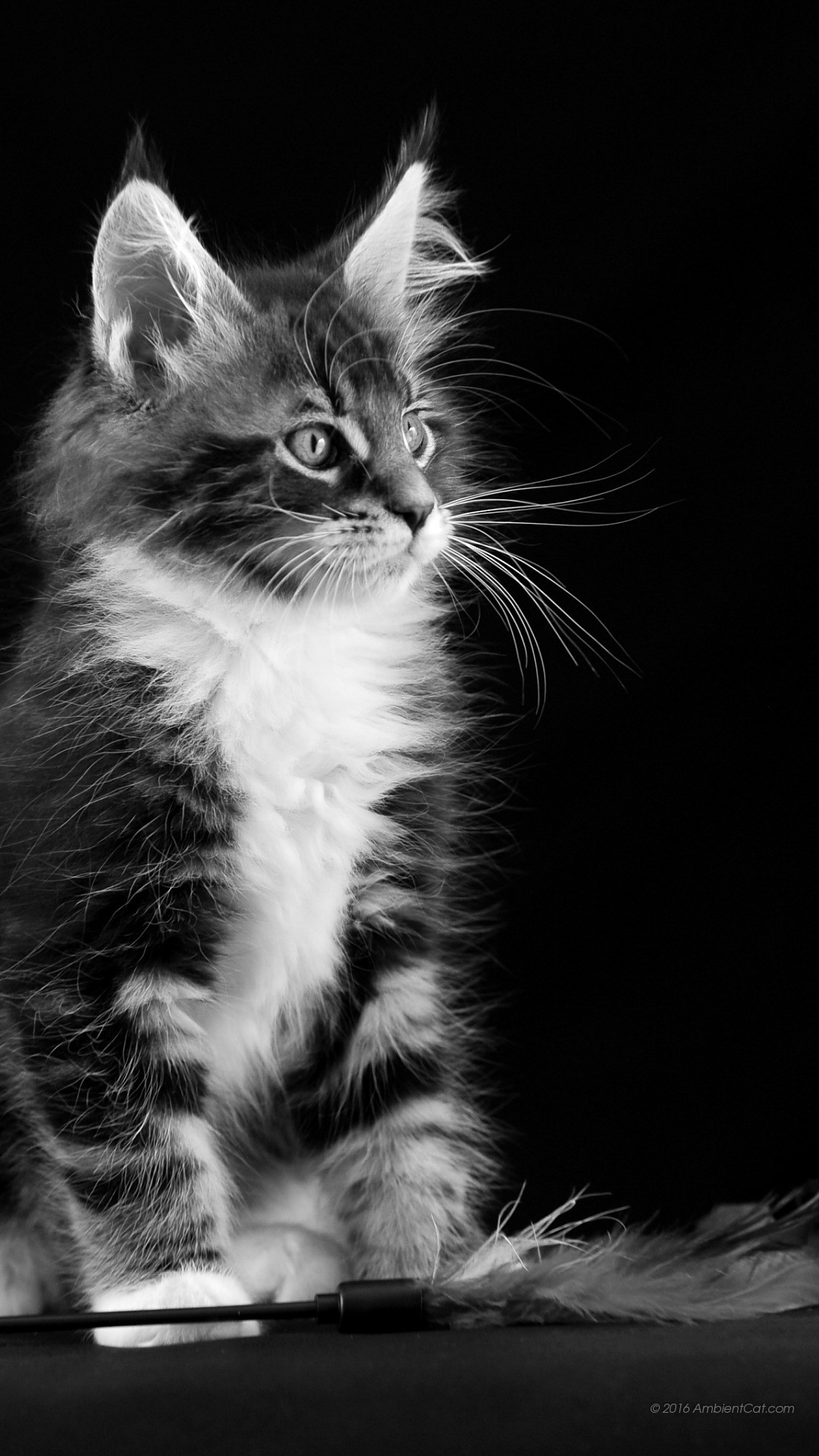 Gattino, Bianco e nero, Sfondo nero, Maine Coon, wallpaper per iPhone e Android