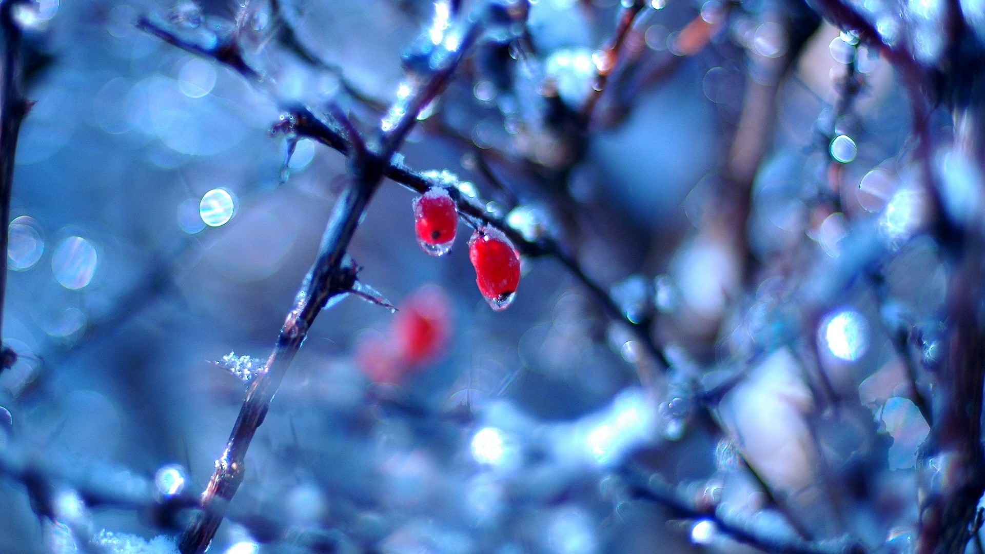 Bacche rosse, Rami, Inverno, Bokeh, Blu, Full HD, sfondo Windows 11