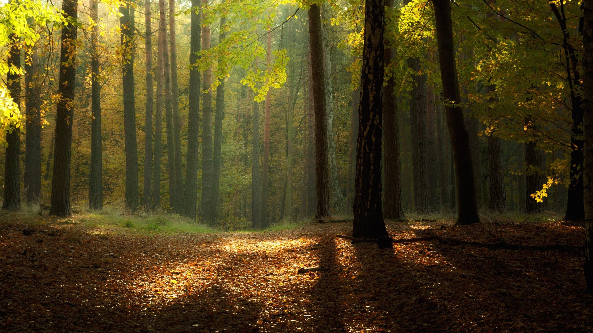 Bosco, Alberi, Raggi di sole, Autunno, Full HD, sfondo Windows 11