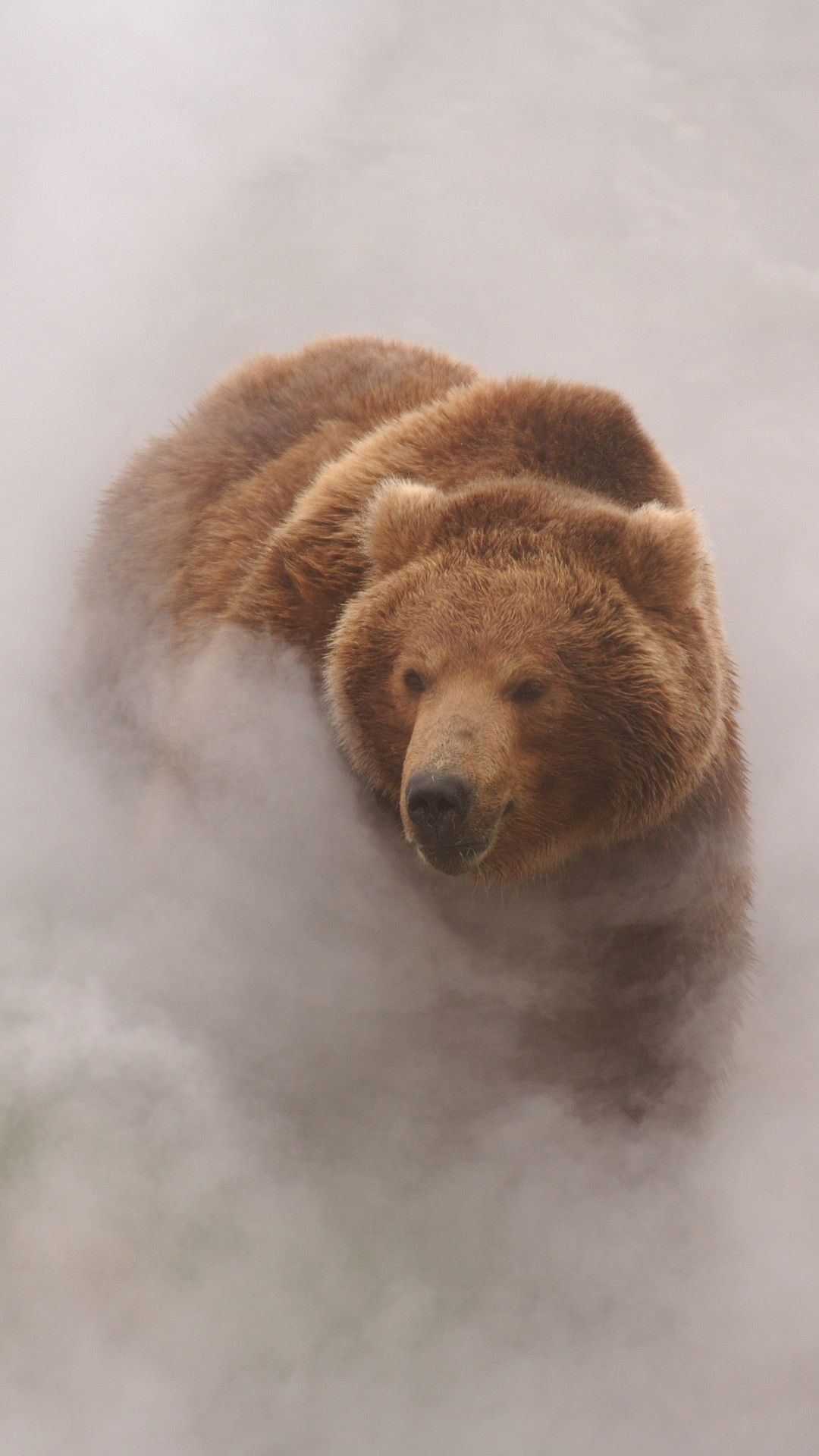 Orso bruno, Nebbia, Vapore, Verticale, Full HD, wallpaper per smartphone