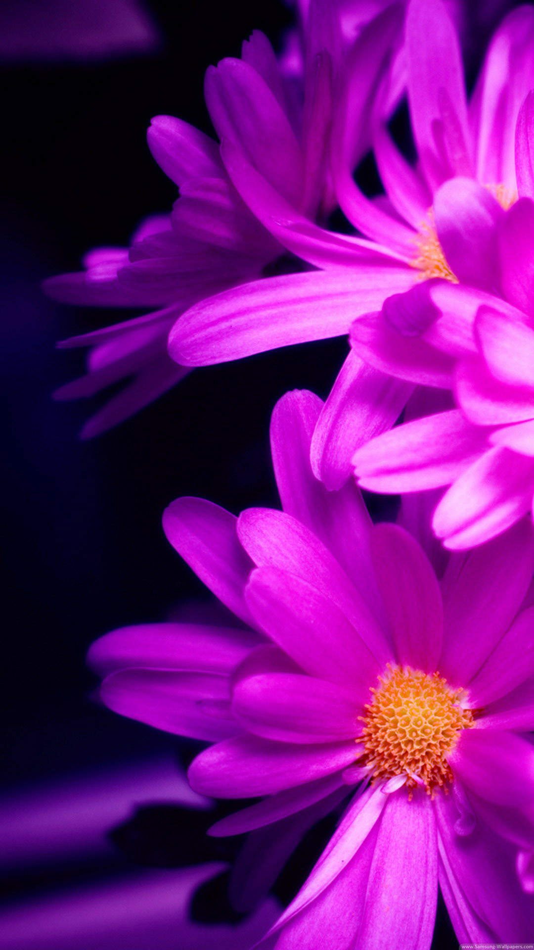 Astri, Fiori viola, Macro, wallpaper iPhone