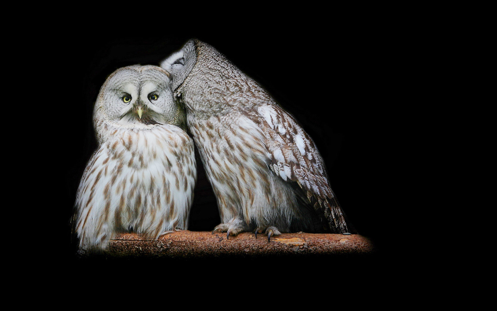 Gufi, Coppia, Affetto, Sfondo nero, 1920x1200, wallpaper desktop