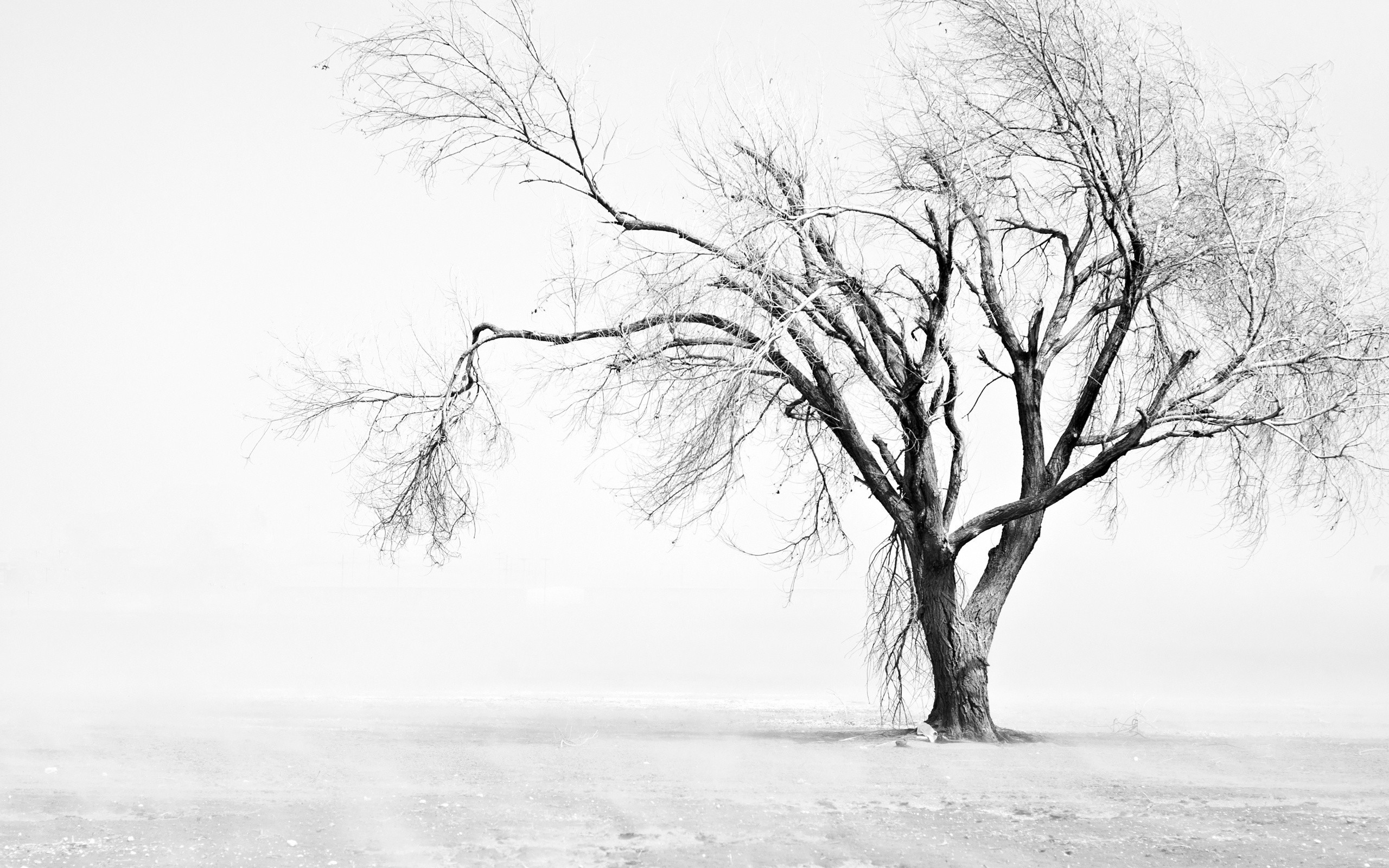 Albero spoglio, Nebbia, Inverno, Bianco e nero, 2K 1600p, sfondo desktop