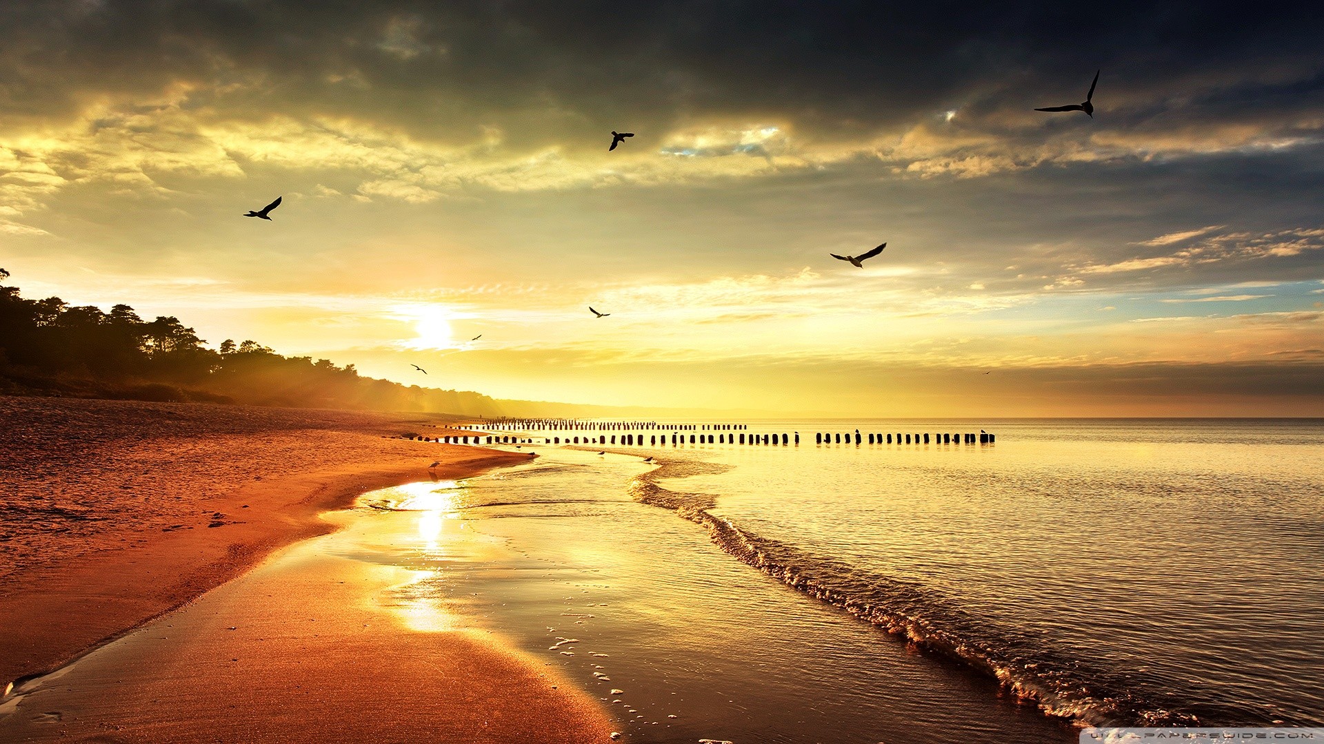 Spiaggia, Tramonto, Gabbiani, Mare dorato, 16:9 Full HD, sfondo widescreen