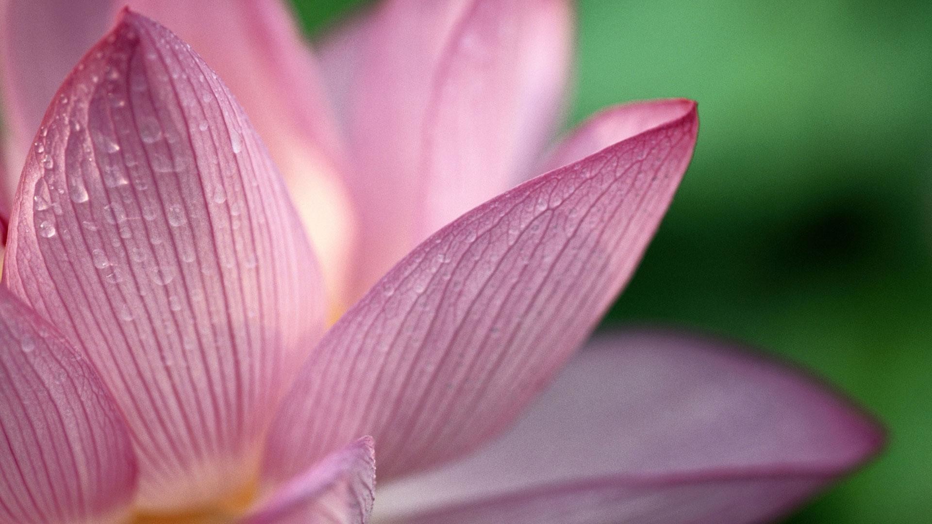 Fiore di loto, Petali rosa, Macro, sfondo per desktop