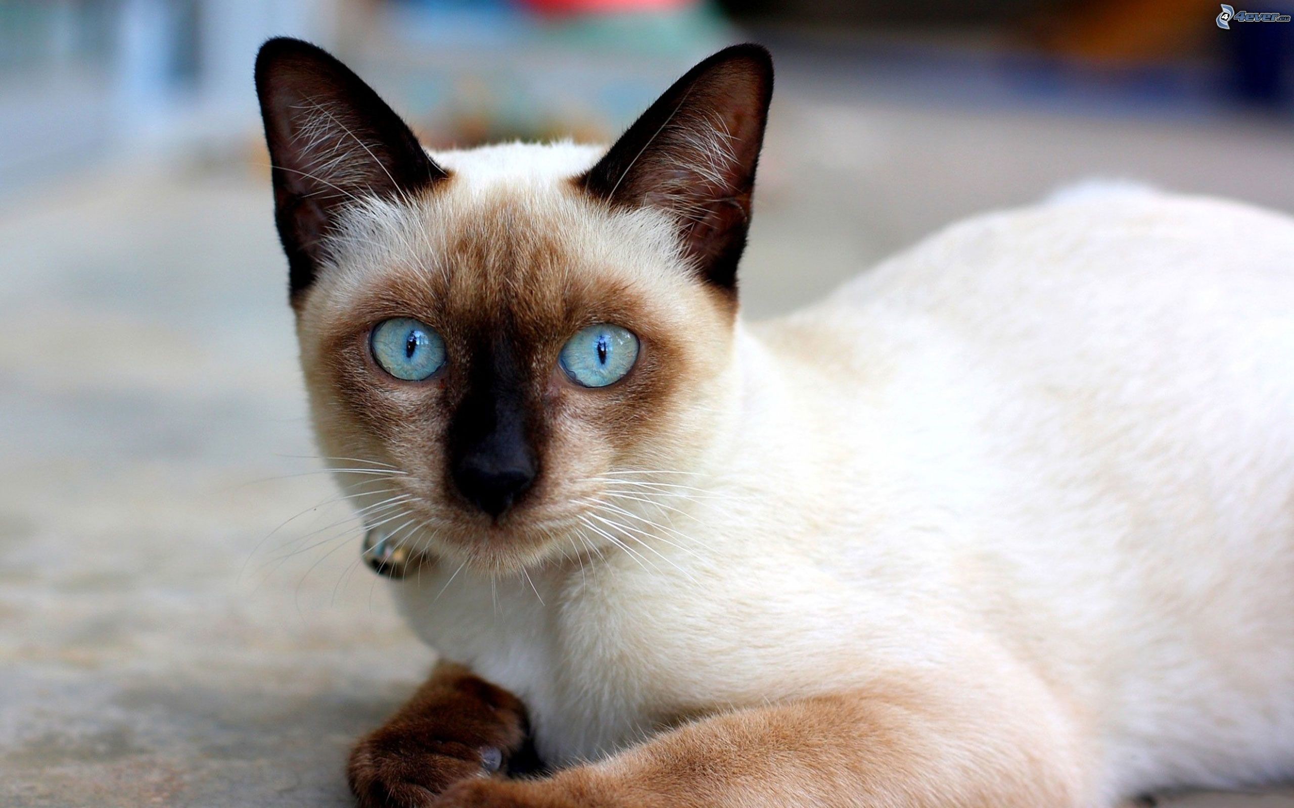 Gatto siamese, Occhi azzurri, Sdraiato, 16:10 2K, sfondo widescreen