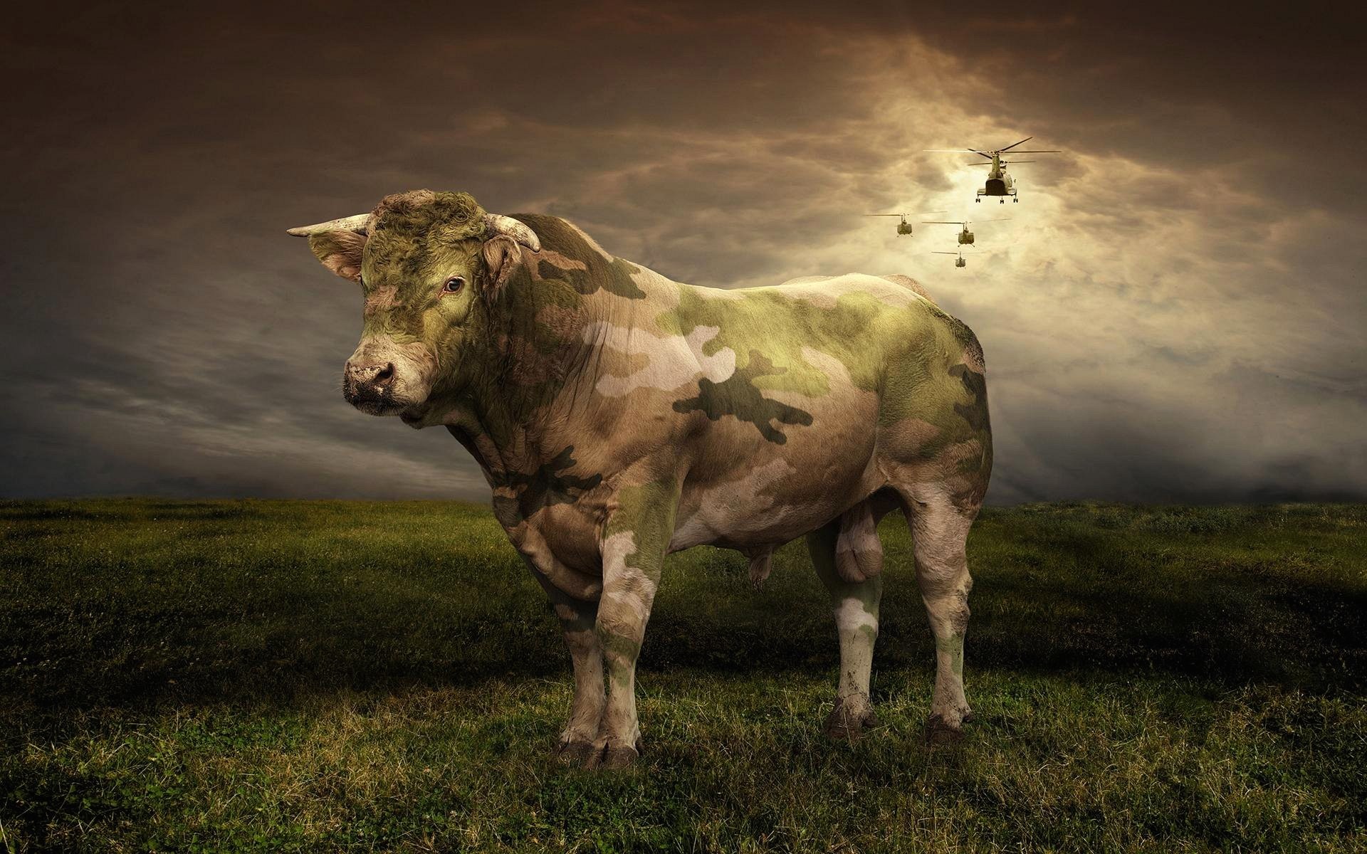 Toro mimetico, Elicotteri, Prato, Fotomontaggio, sfondo PC Full HD