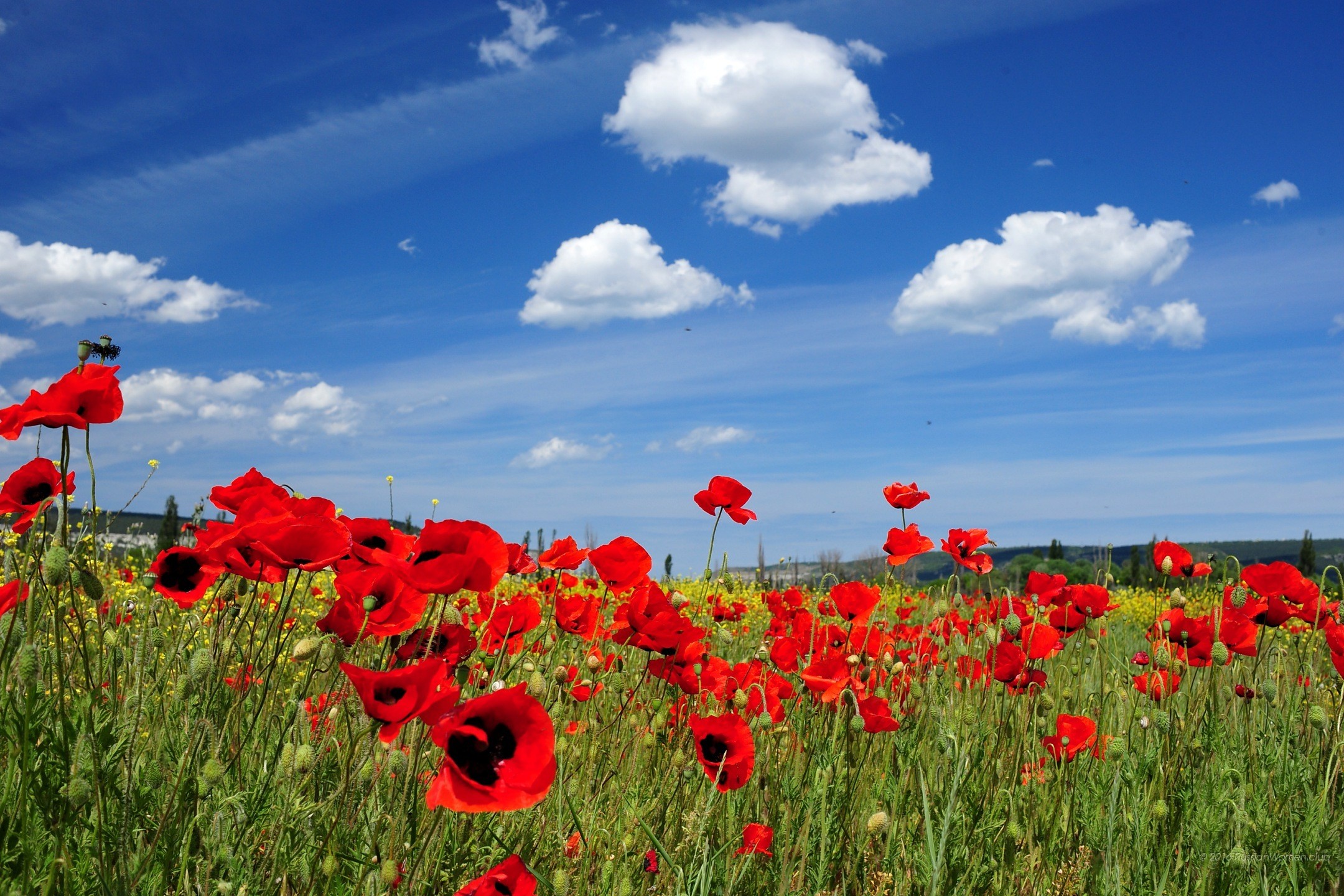 Papaveri, Campo, Cielo azzurro, Nuvole, Full HD, sfondo Windows 11