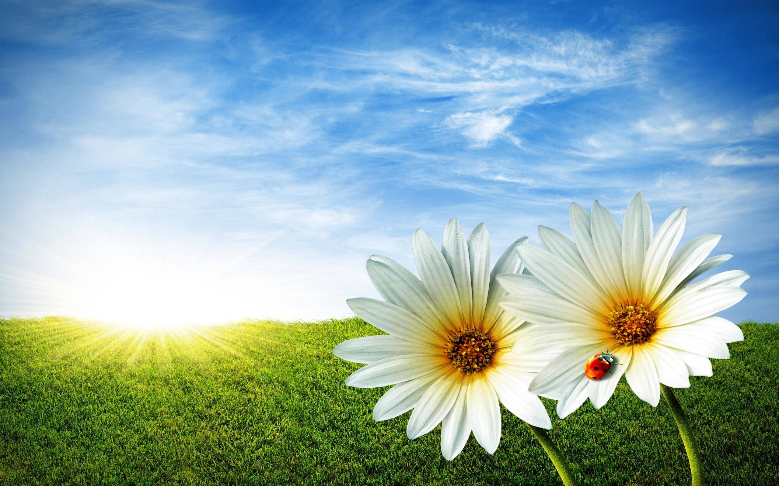 Margherite, Coccinella, Prato, Sole, 2K, sfondo per desktop