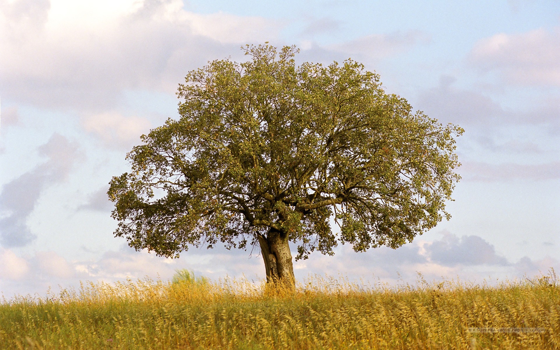 Quercia, Prato, Cielo, Estate, 16:10 Full HD, sfondo widescreen