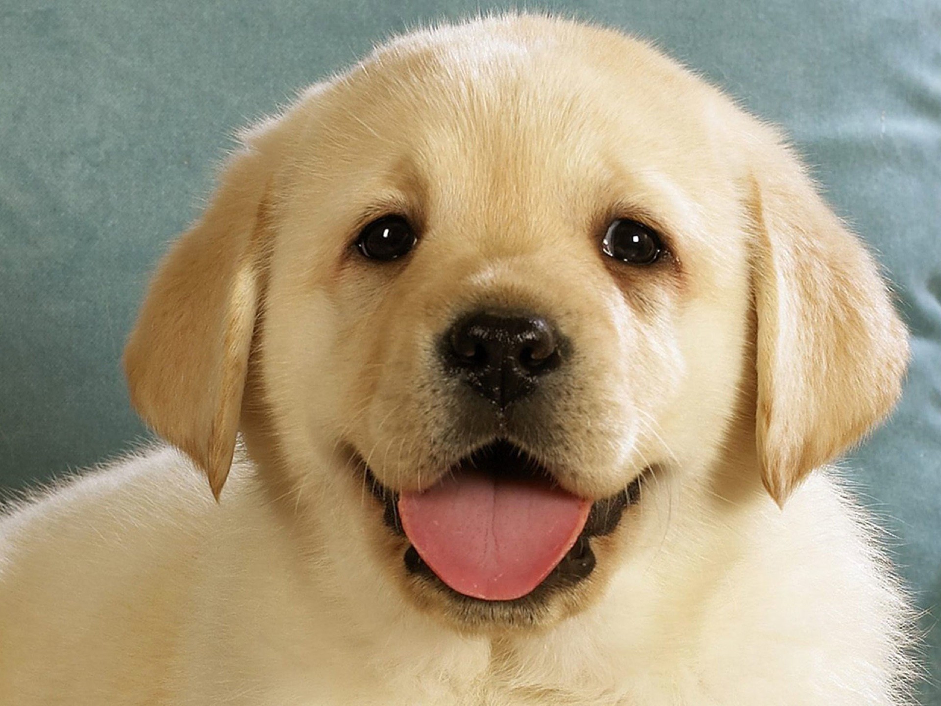 Labrador, Cucciolo, Lingua, Full HD, schermata di blocco iPad