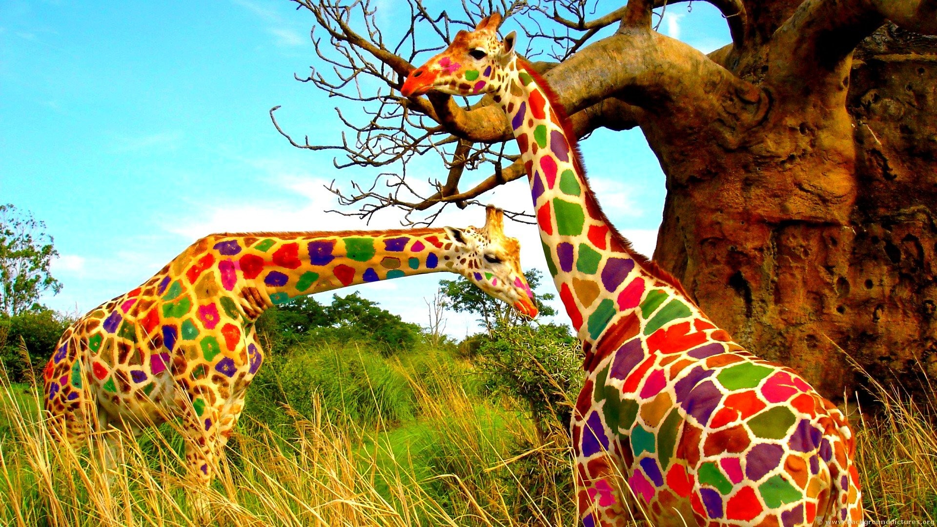 Giraffe colorate, Baobab, Savana, Fotomanipolazione, sfondo PC Full HD