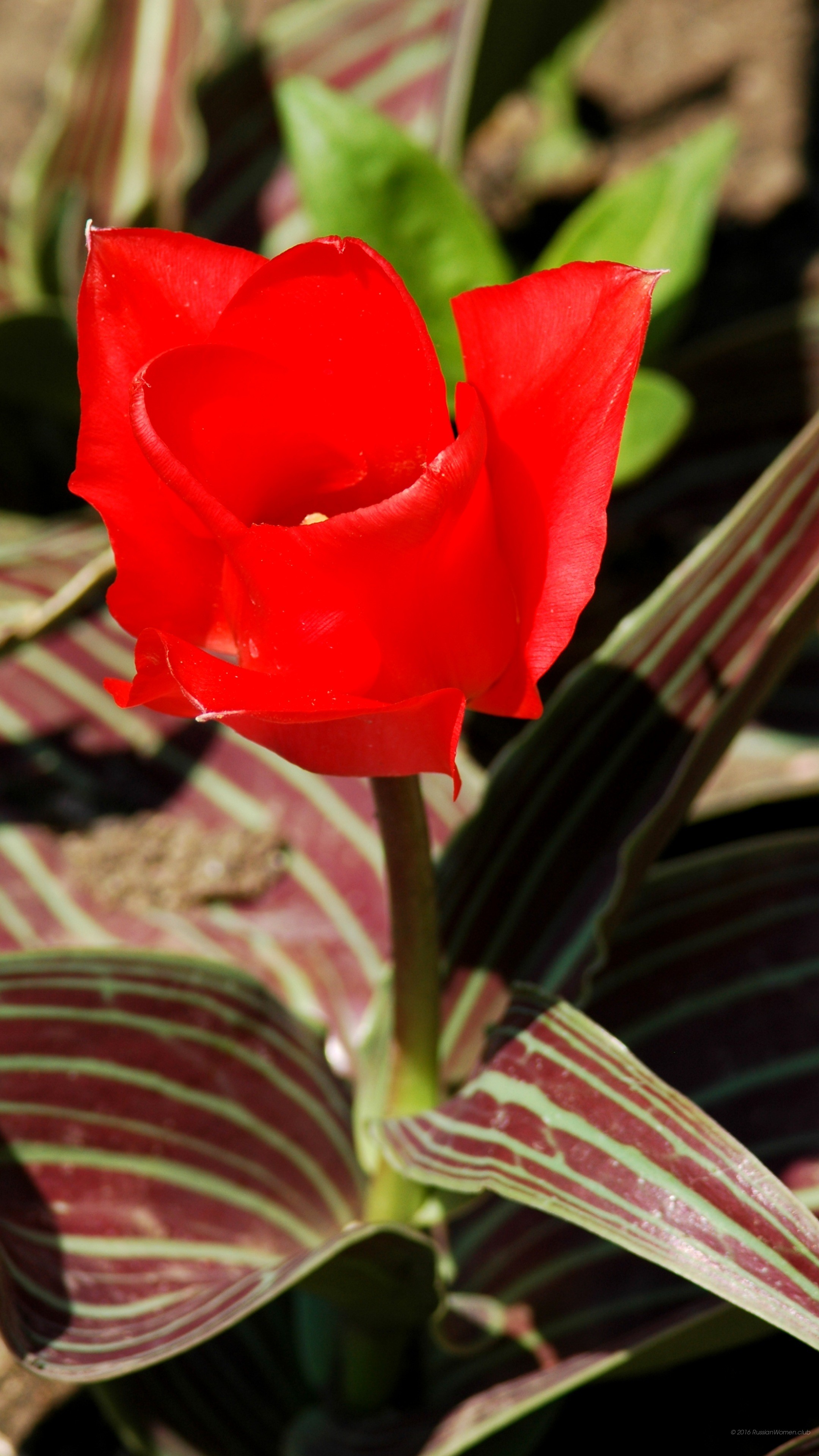 Tulipano rosso, Fiore, Foglie, QHD+, sfondo per cellulare