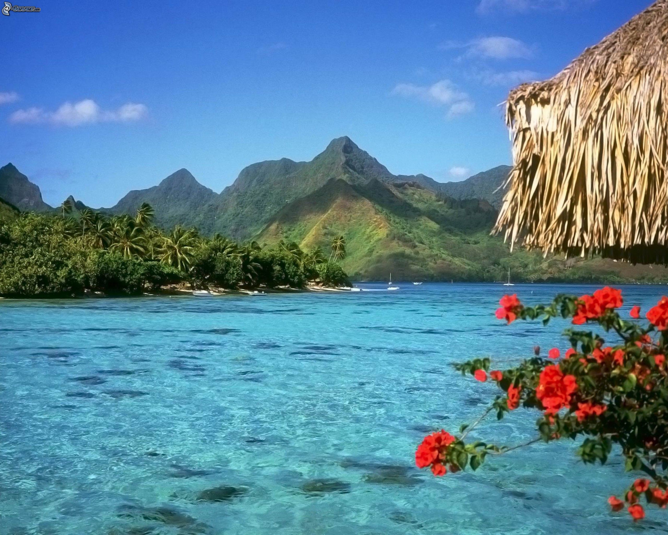 Bora Bora, Montagne, Laguna, Fiori rossi, 2K, sfondo per PC e portatile