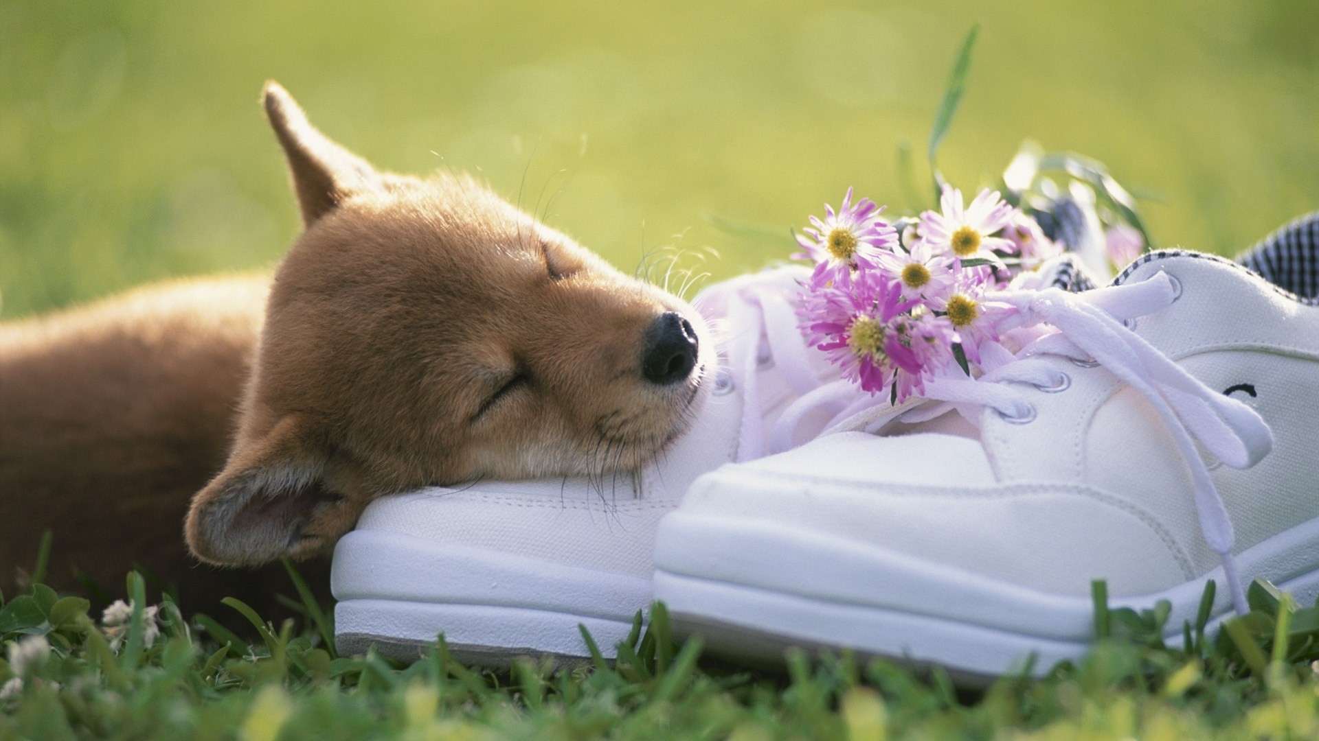 Cucciolo, Scarpe da ginnastica, Fiori, Prato, 16:9 Full HD, sfondo widescreen