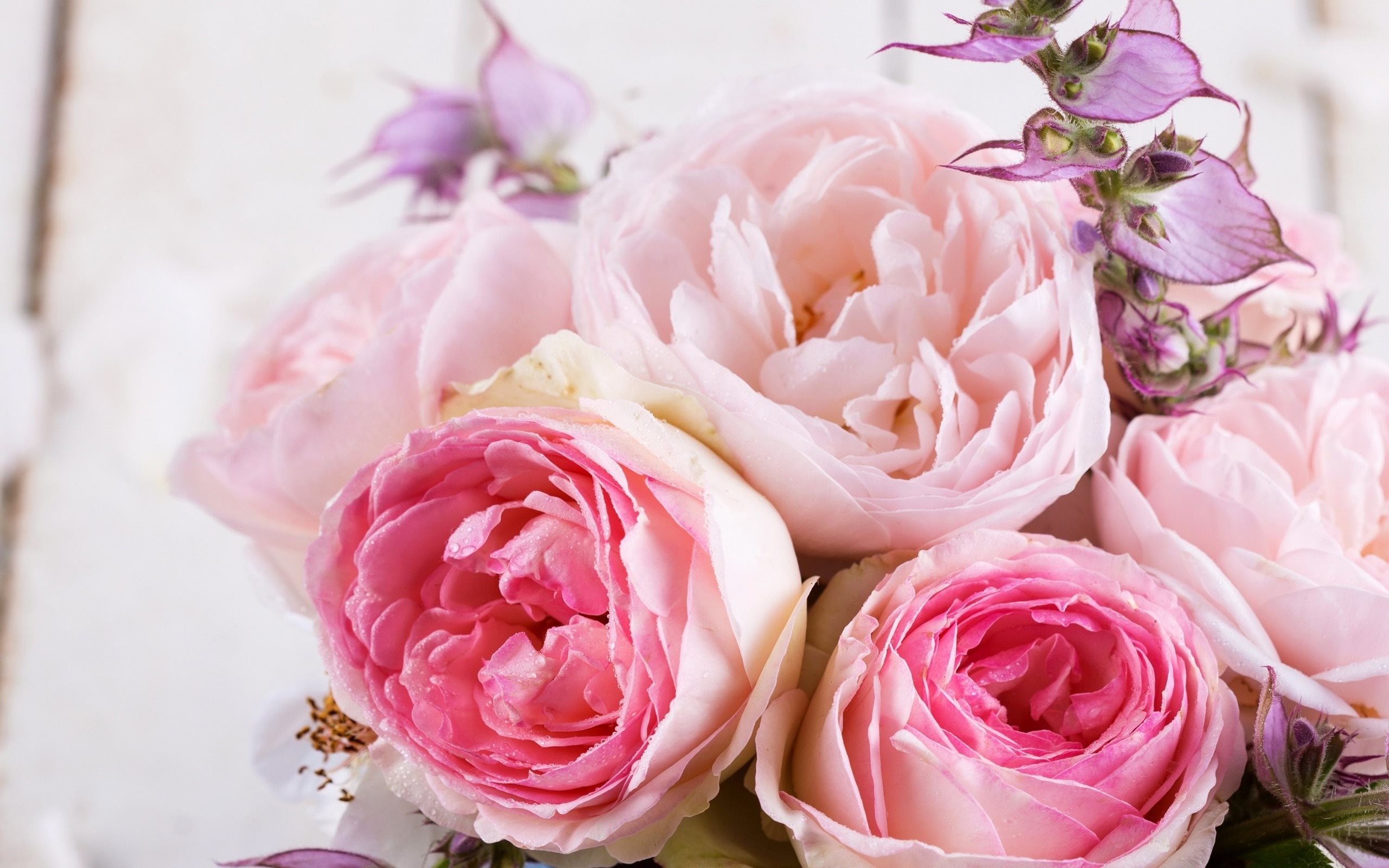 Rose inglesi, Rose rosa, Mazzo, Pastello, 2K, sfondo per PC