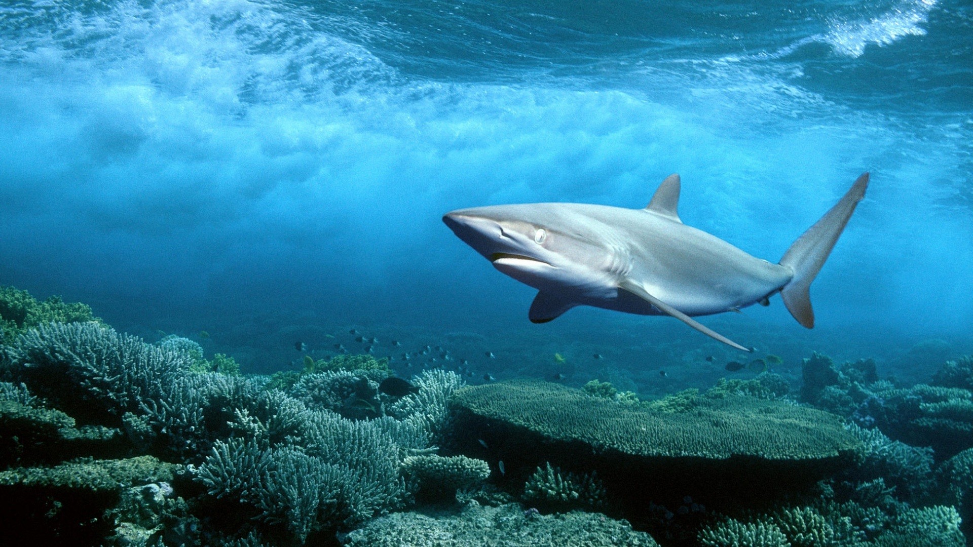 Squalo, Barriera corallina, Onde, Sott'acqua, Full HD, wallpaper desktop
