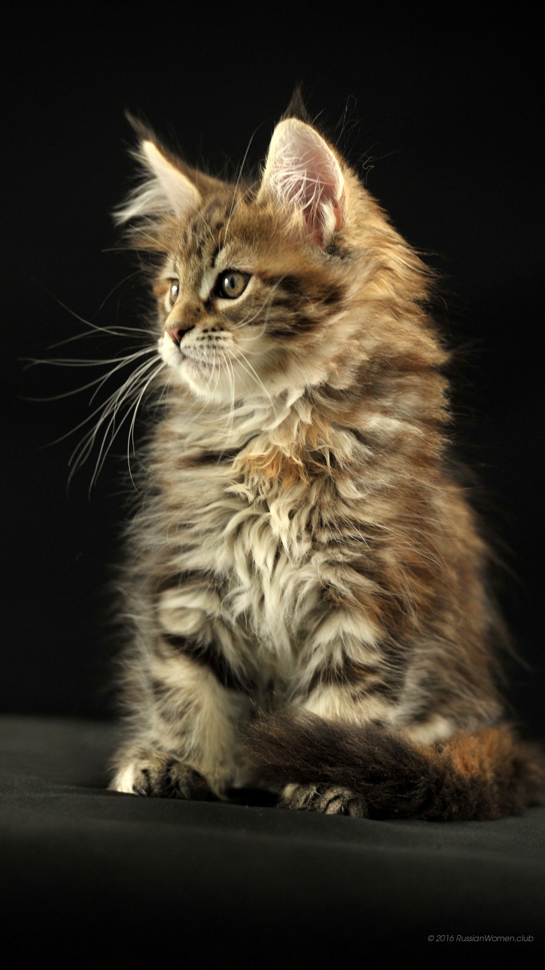 Gattino, Maine Coon, Sfondo nero, 1080x1920, schermata di blocco iPhone