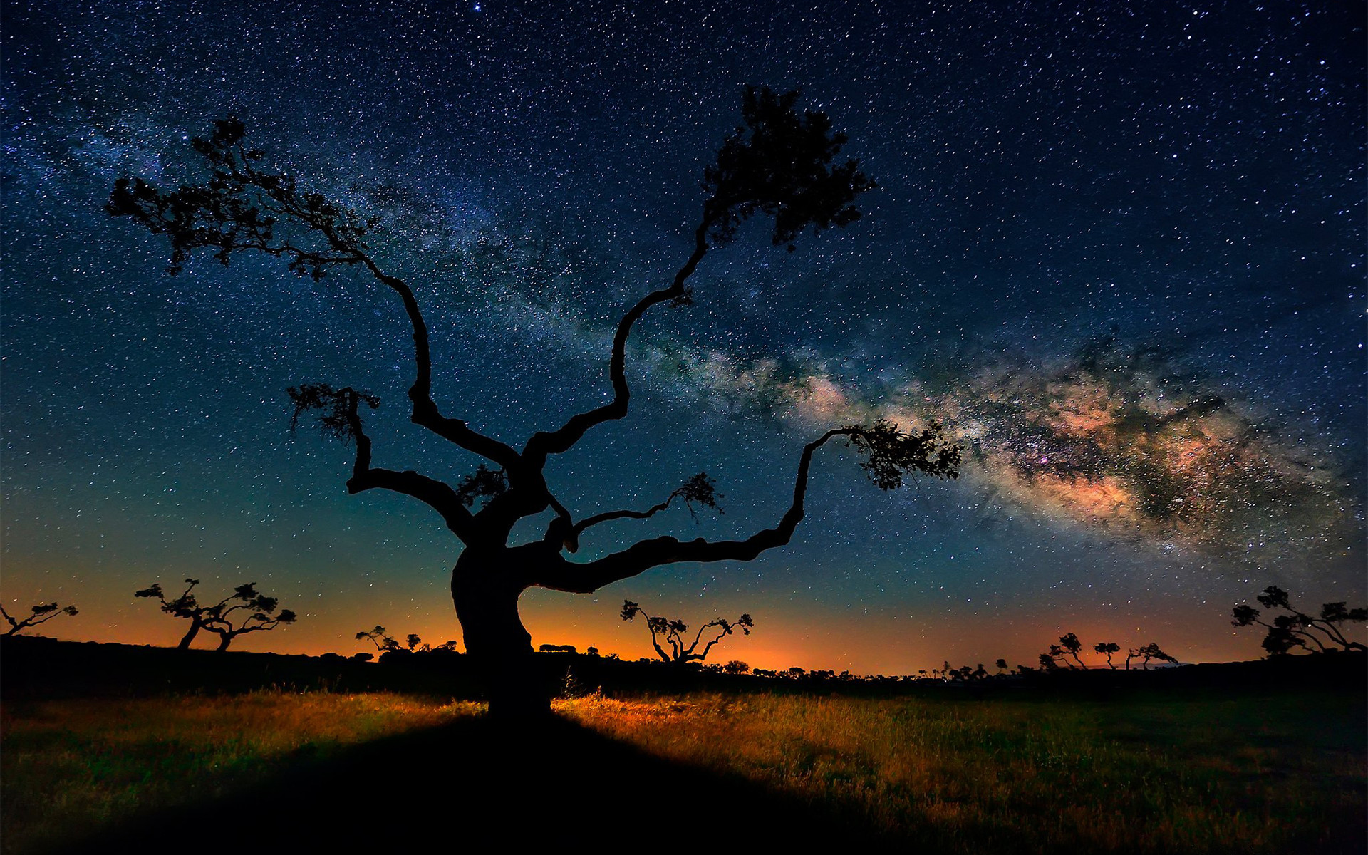Via Lattea, Albero, Silhouette, Crepuscolo, 1920x1200, immagine di sfondo