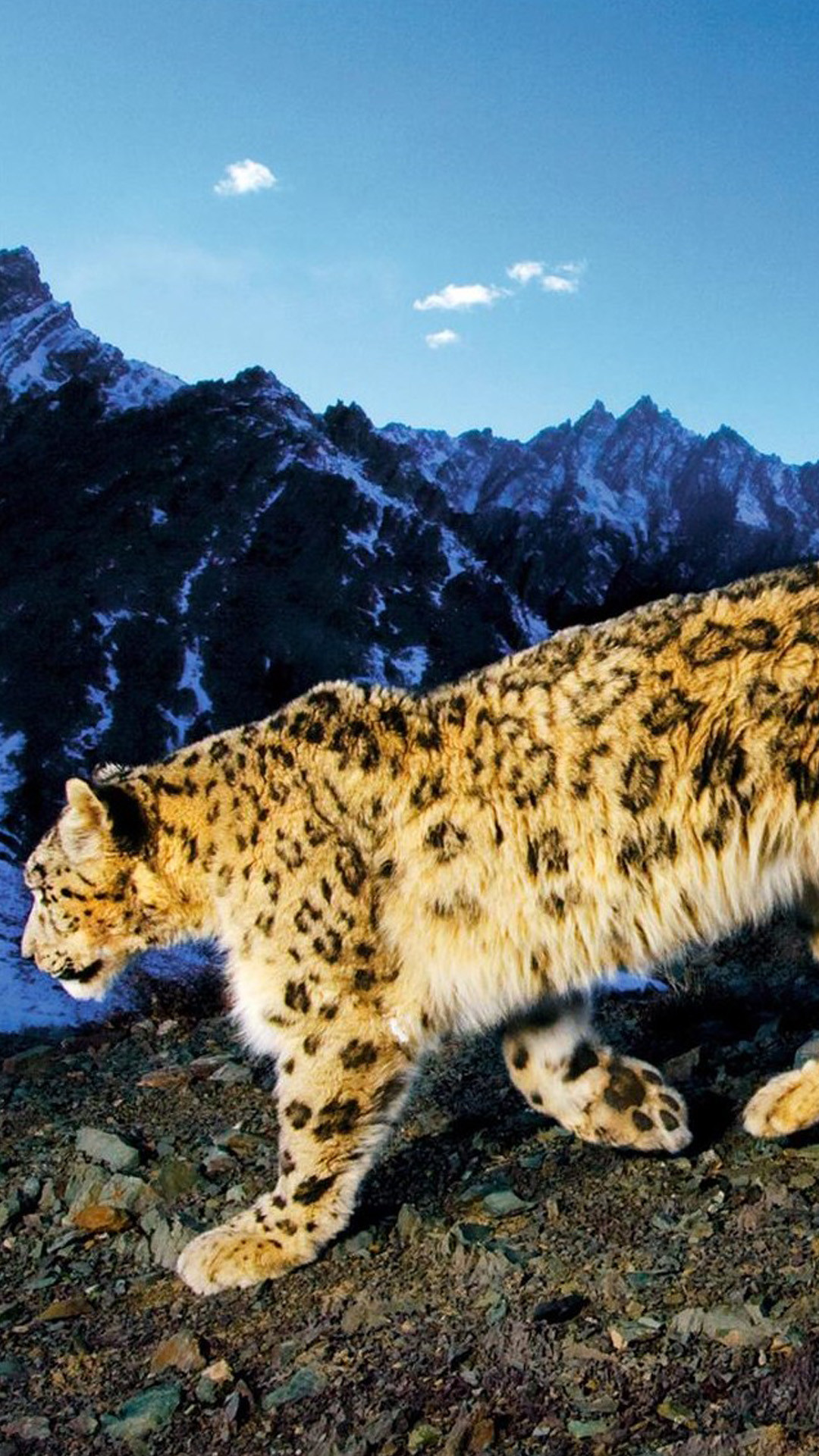 Leopardo delle nevi, Montagne, Rocce, Full HD, sfondo verticale per cellulare