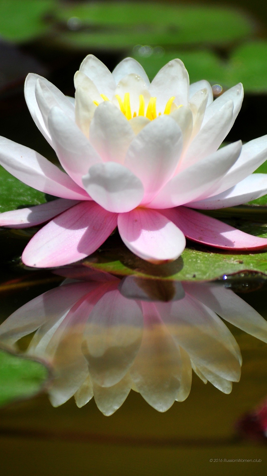 Ninfea, Fiore bianco, Riflesso, sfondo Samsung Full HD