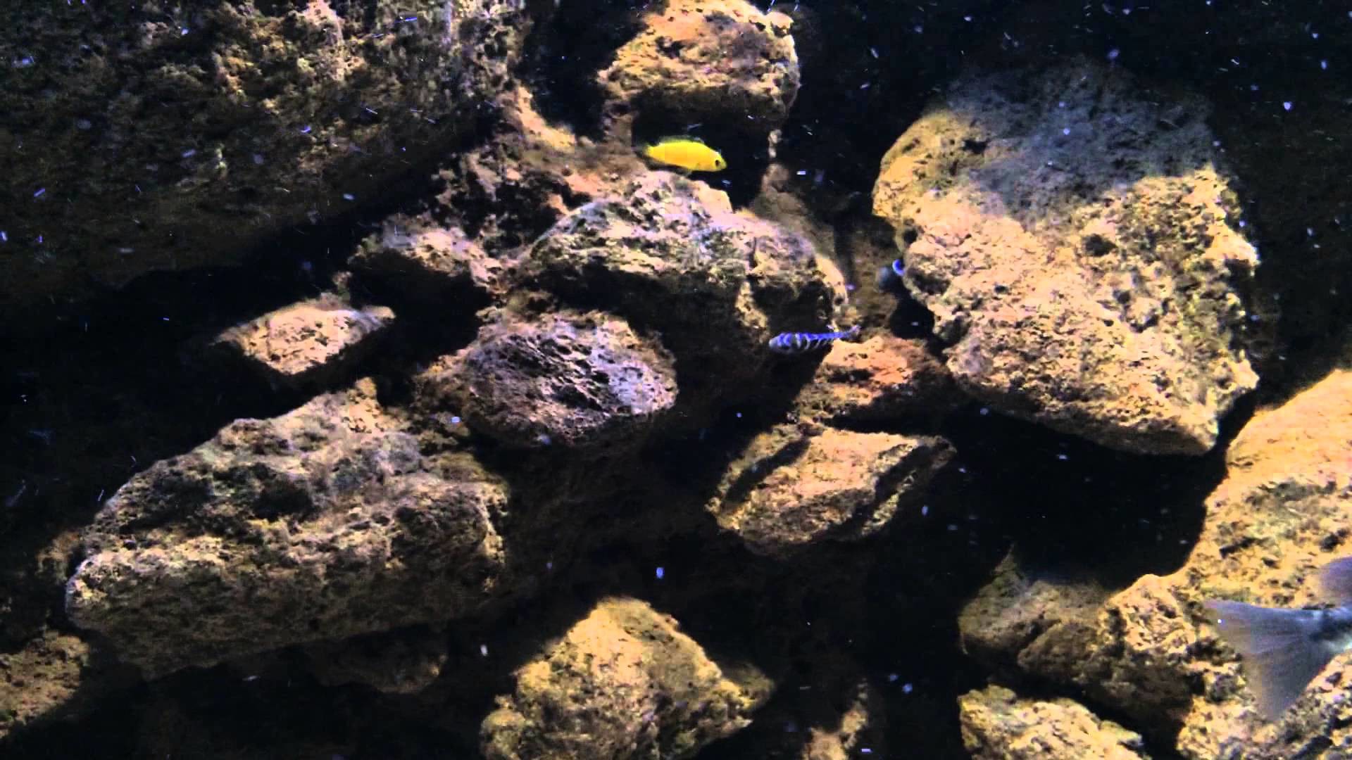Rocce, Pesci, Acquario, Full HD, sfondo per PC e portatile