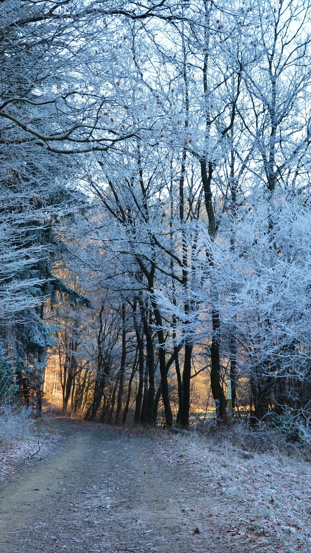 Foresta innevata, Inverno, Sentiero, sfondo per smartphone