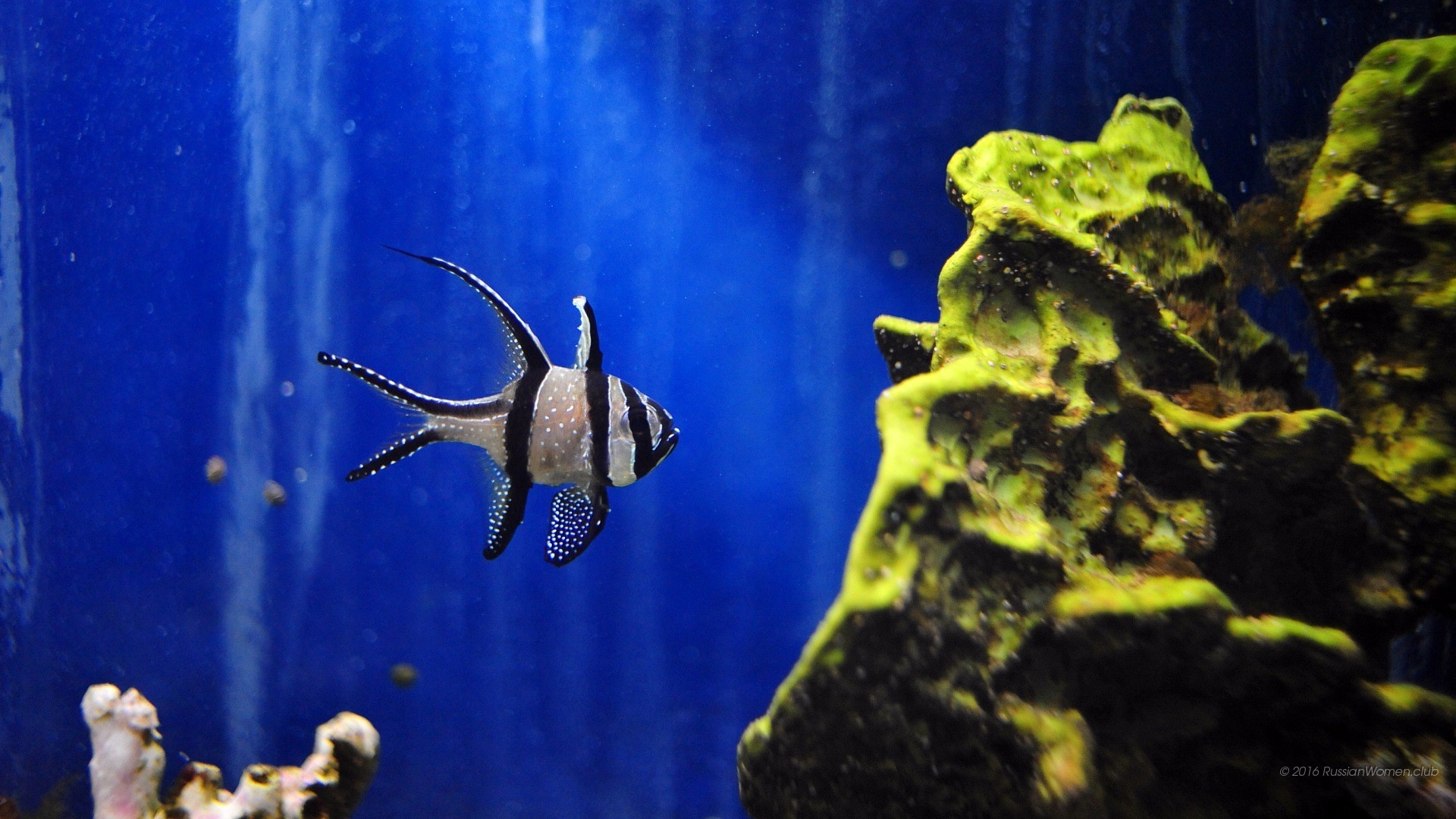 Pesce cardinale di Banggai, Acquario marino, Blu, Full HD 1080p, sfondo desktop