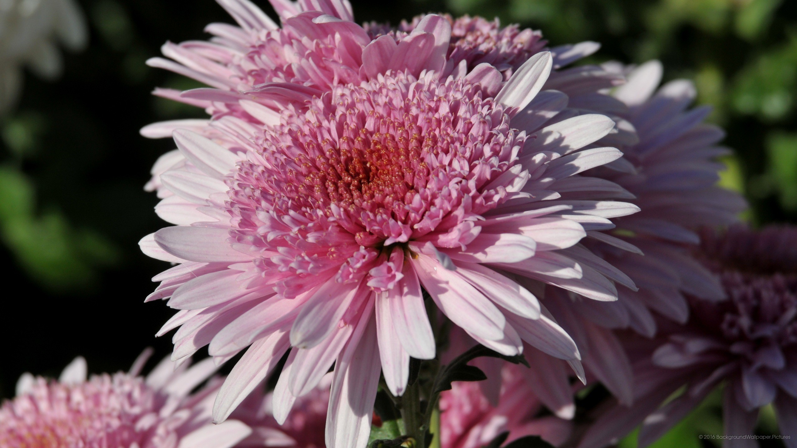 Crisantemi, Fiori rosa, Primo piano, sfondo cellulare