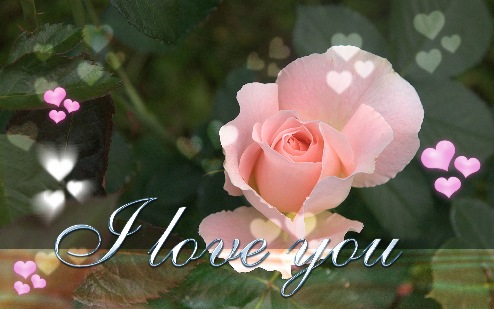 I love you, Rosa rosa, Cuoricini, 1920x1201, sfondo MacBook Pro