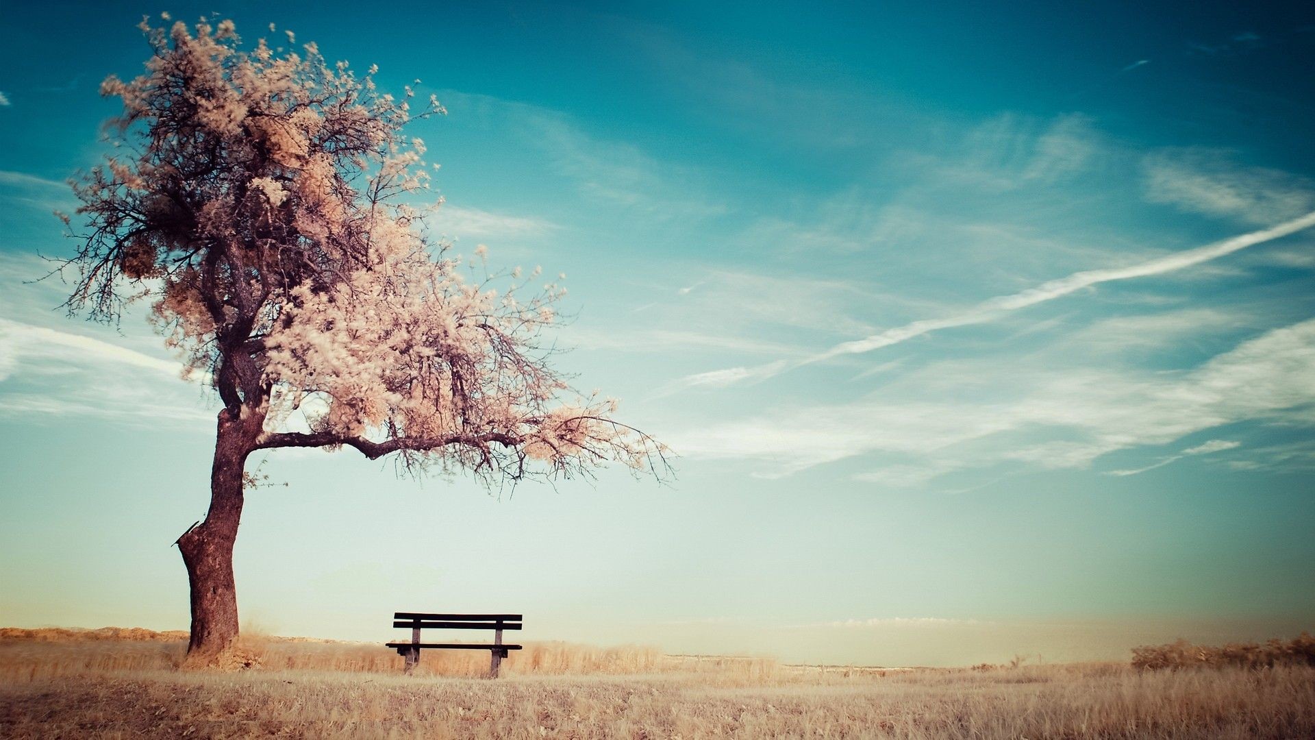 Albero, Panchina, Cielo, Solitudine, 1920x1080, immagine di sfondo