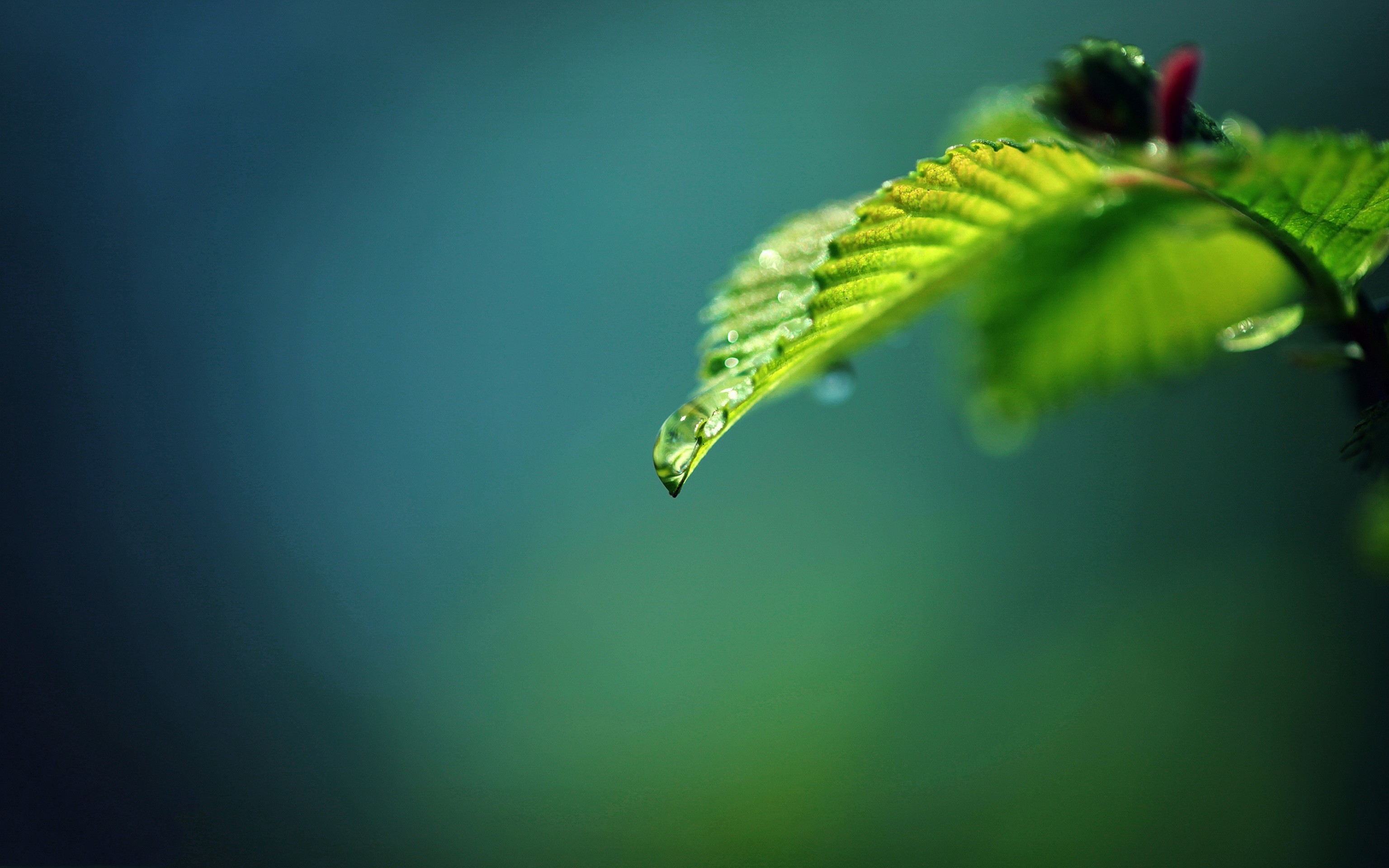 Foglia verde, Gocce d'acqua, Macro, Bokeh, 2K, wallpaper per portatile